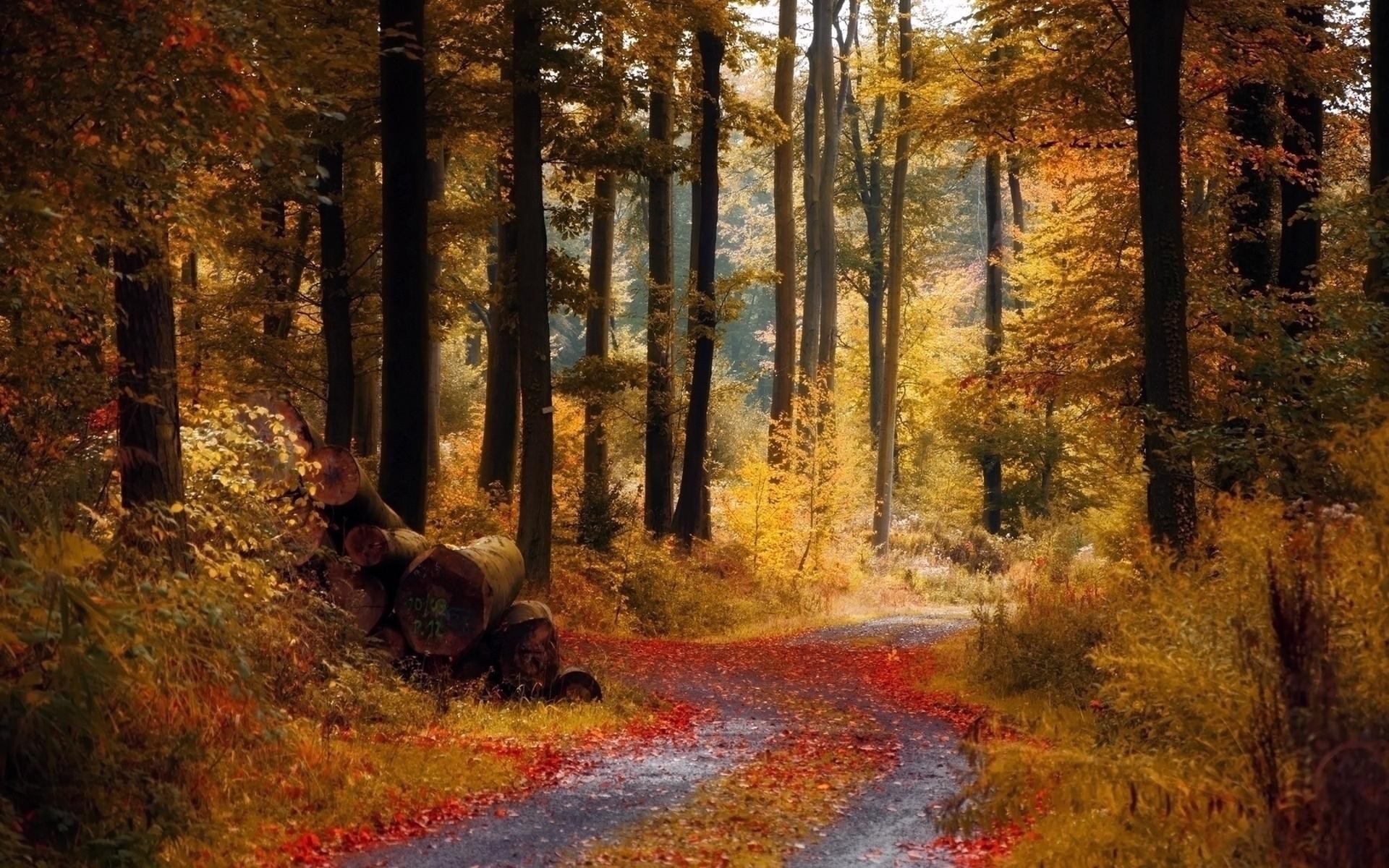 Forest path in autumn with fallen leaves and logs HD Wallpaper