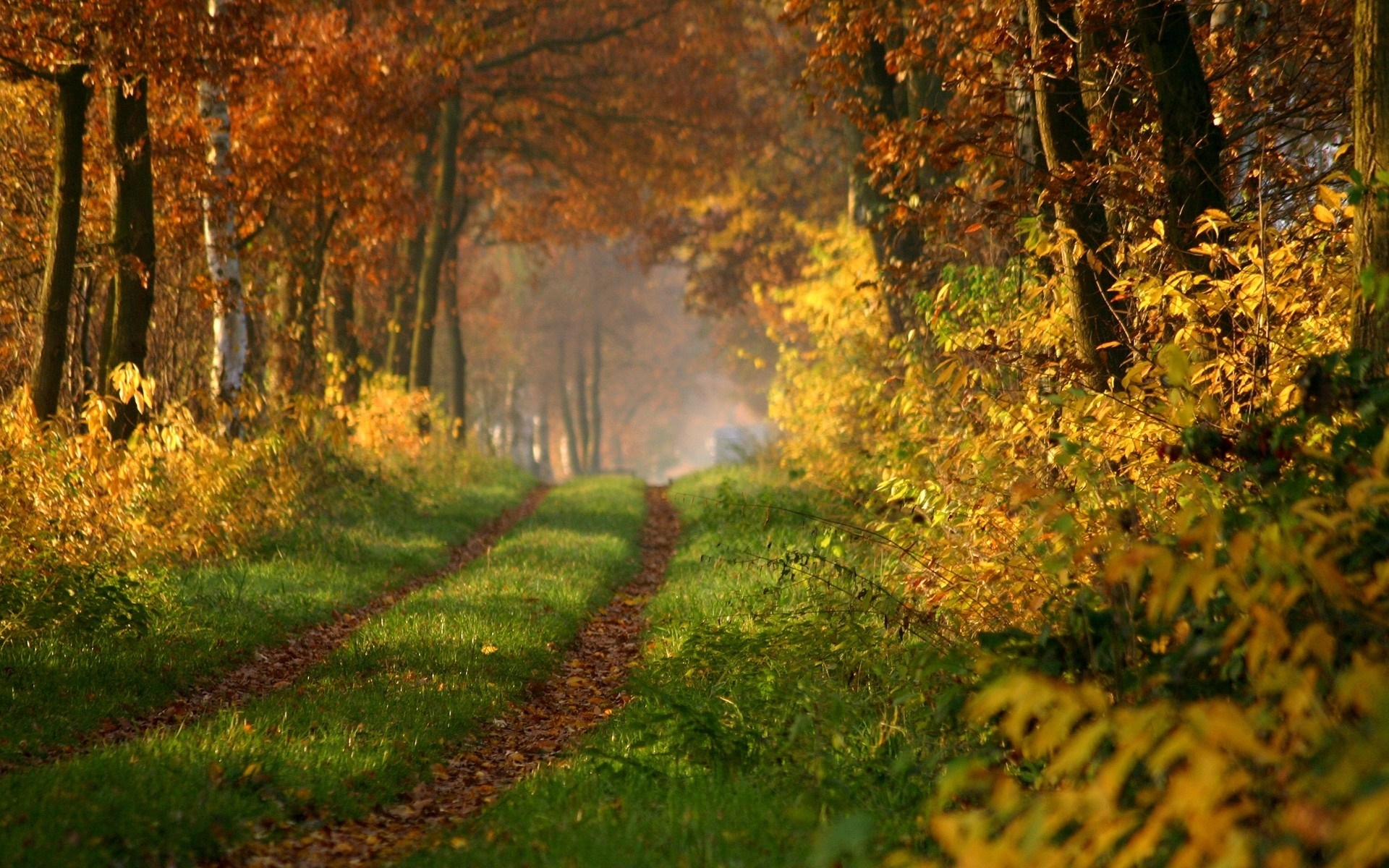 A sunlit path through an autumn forest HD Wallpaper