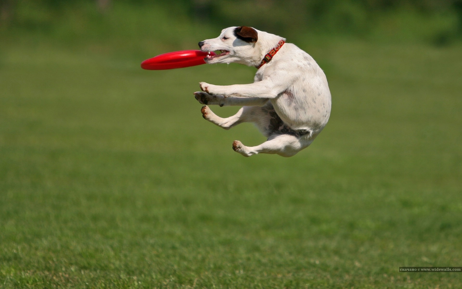 Dog jumping to catch a red frisbee HD Wallpaper