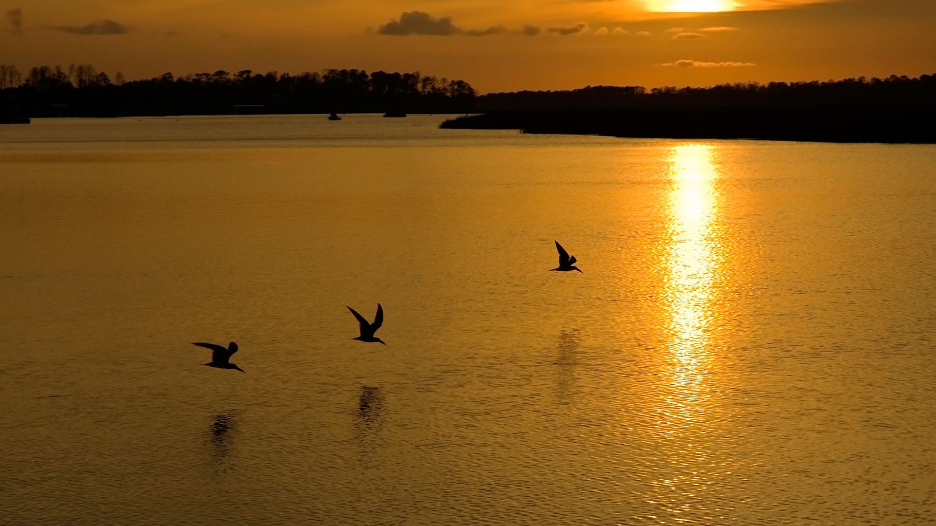 Three birds flying over a lake at sunset HD Wallpaper