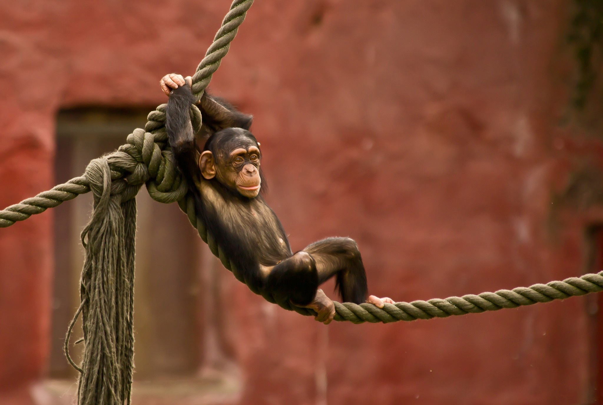 Young chimpanzee hanging on a rope HD Wallpaper