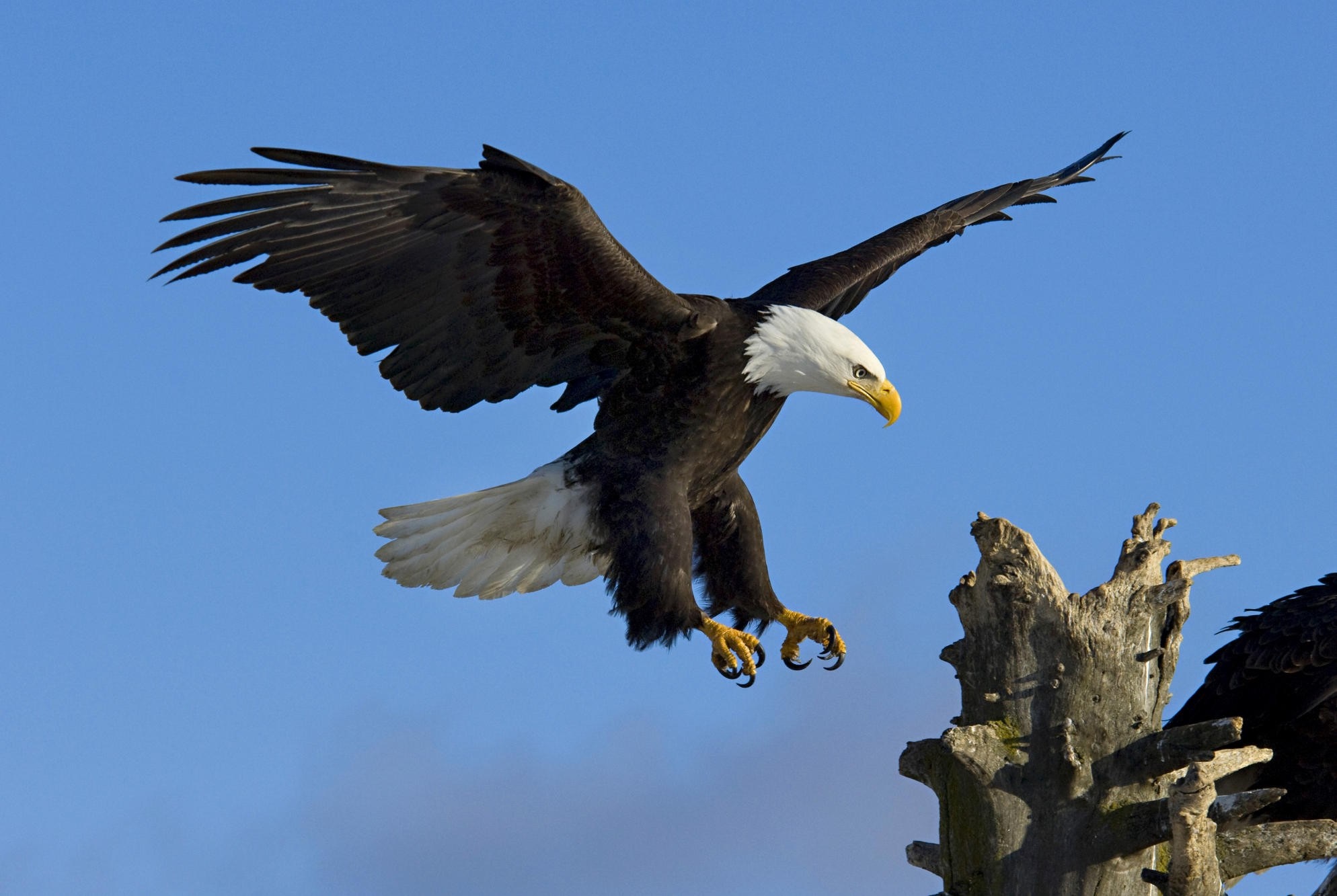 Bald eagle in flight near a dead tree HD Wallpaper