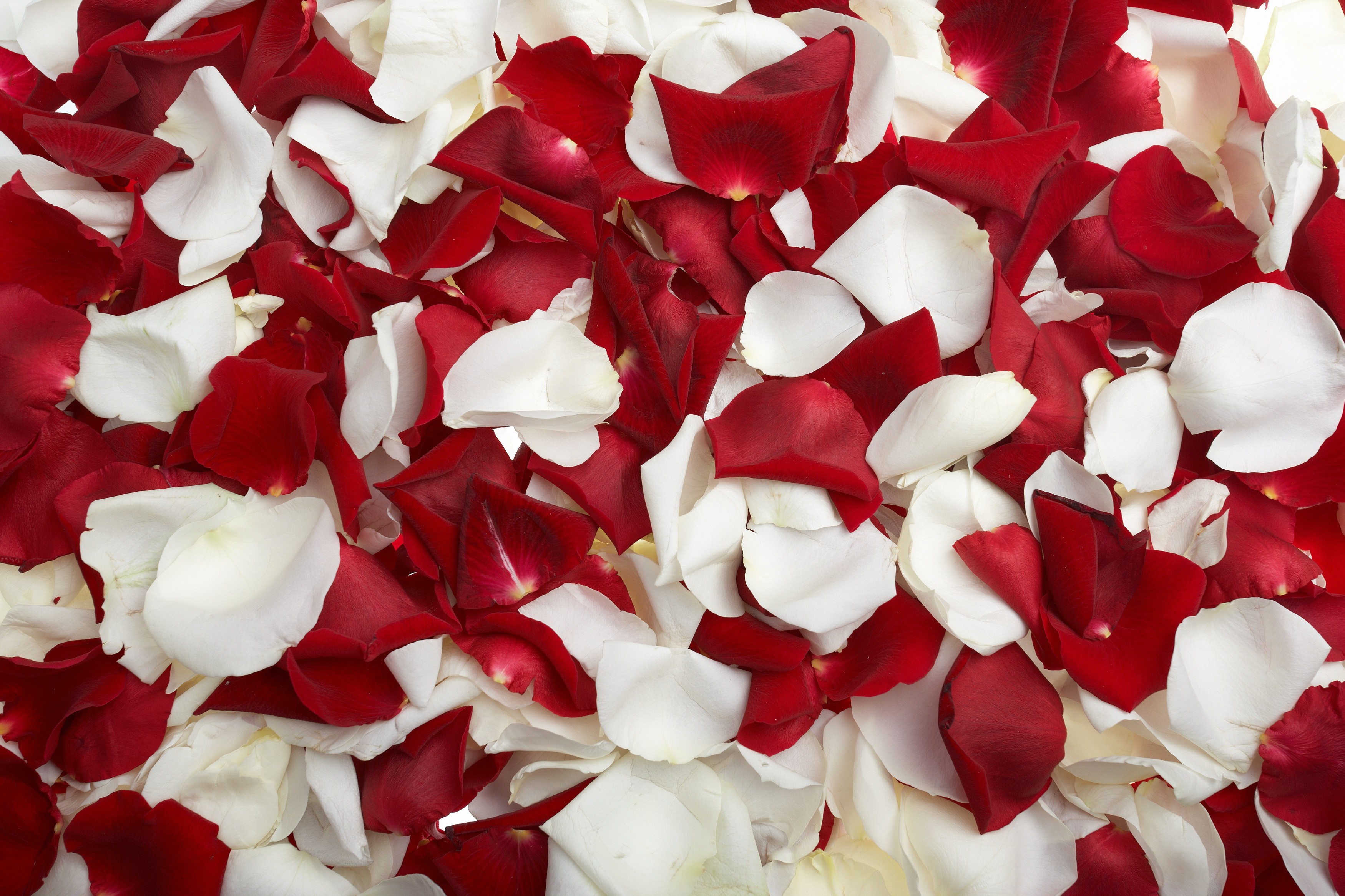 Red and white rose petals scattered HD Wallpaper
