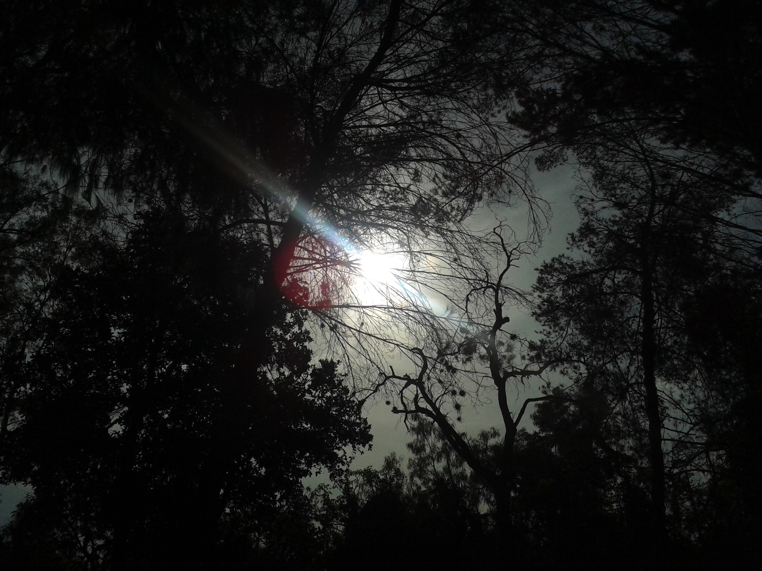 Sunlight filtering through silhouetted trees HD Wallpaper