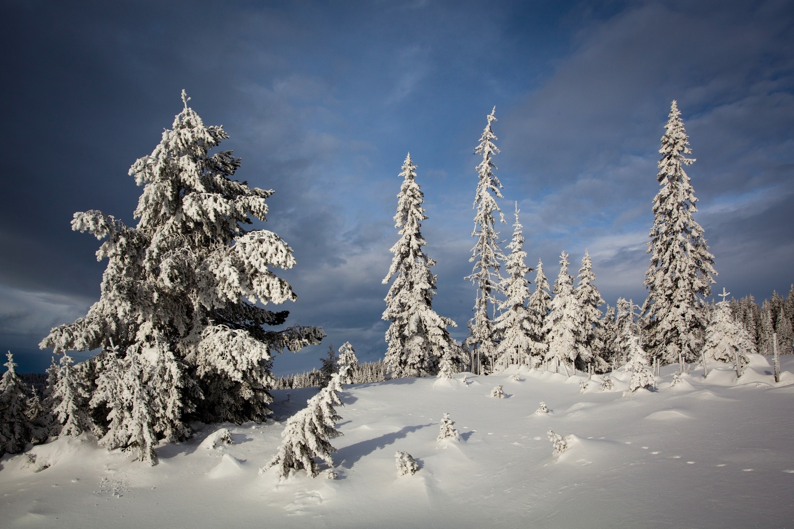 Snow-covered fir trees in a winter landscape under a cloudy sky HD Wallpaper