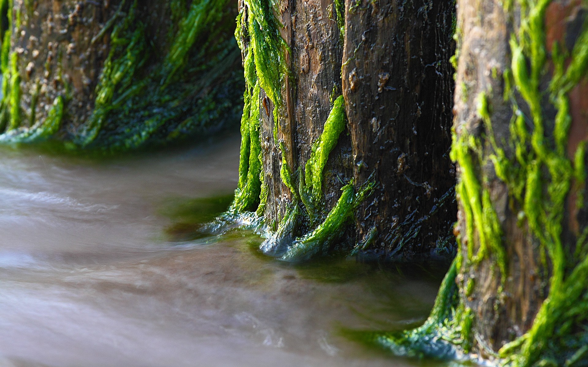 Wooden posts covered in green algae in flowing water HD Wallpaper