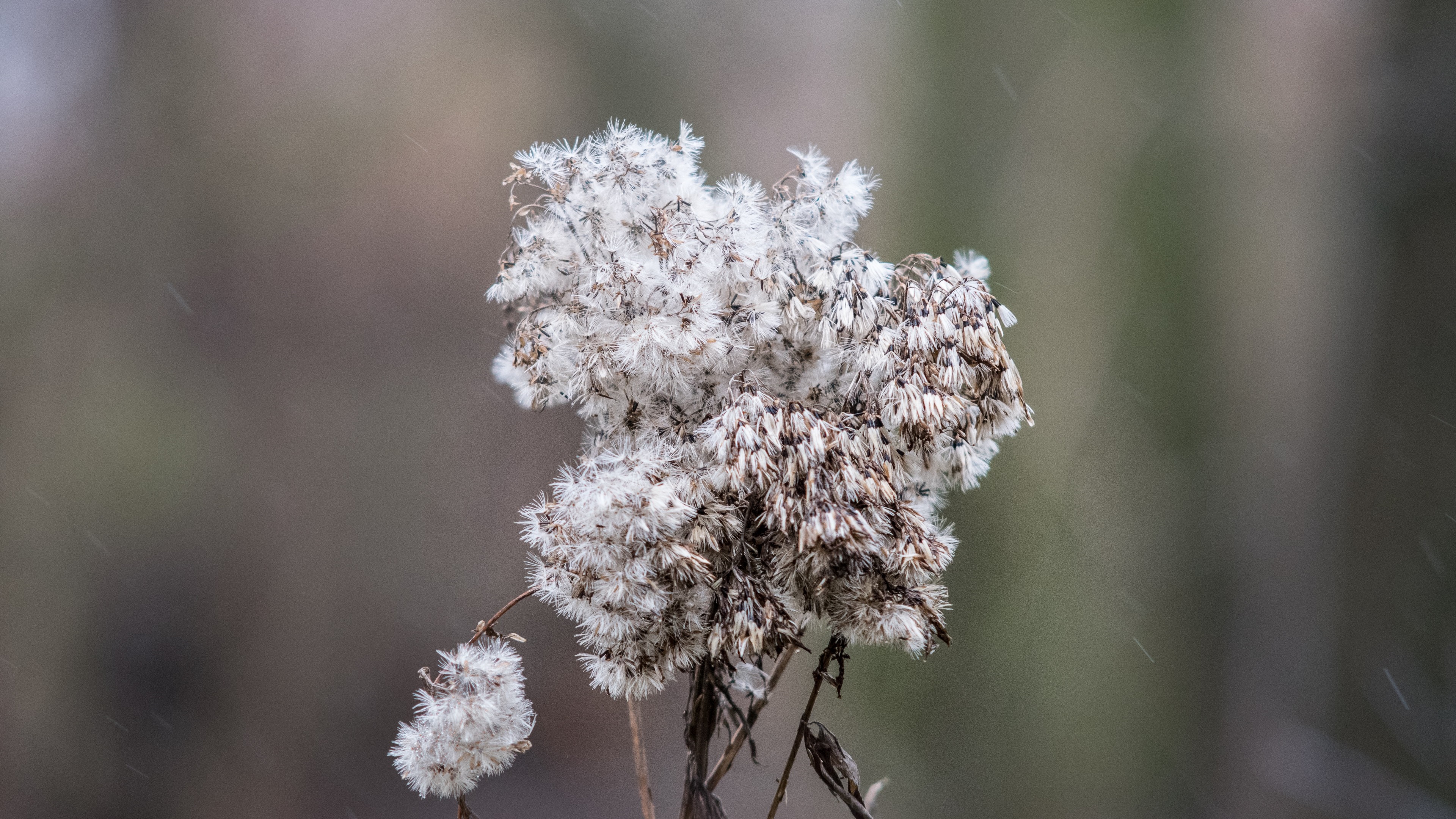 Close-up of a dried plant with white fluffy seeds in winter HD Wallpaper