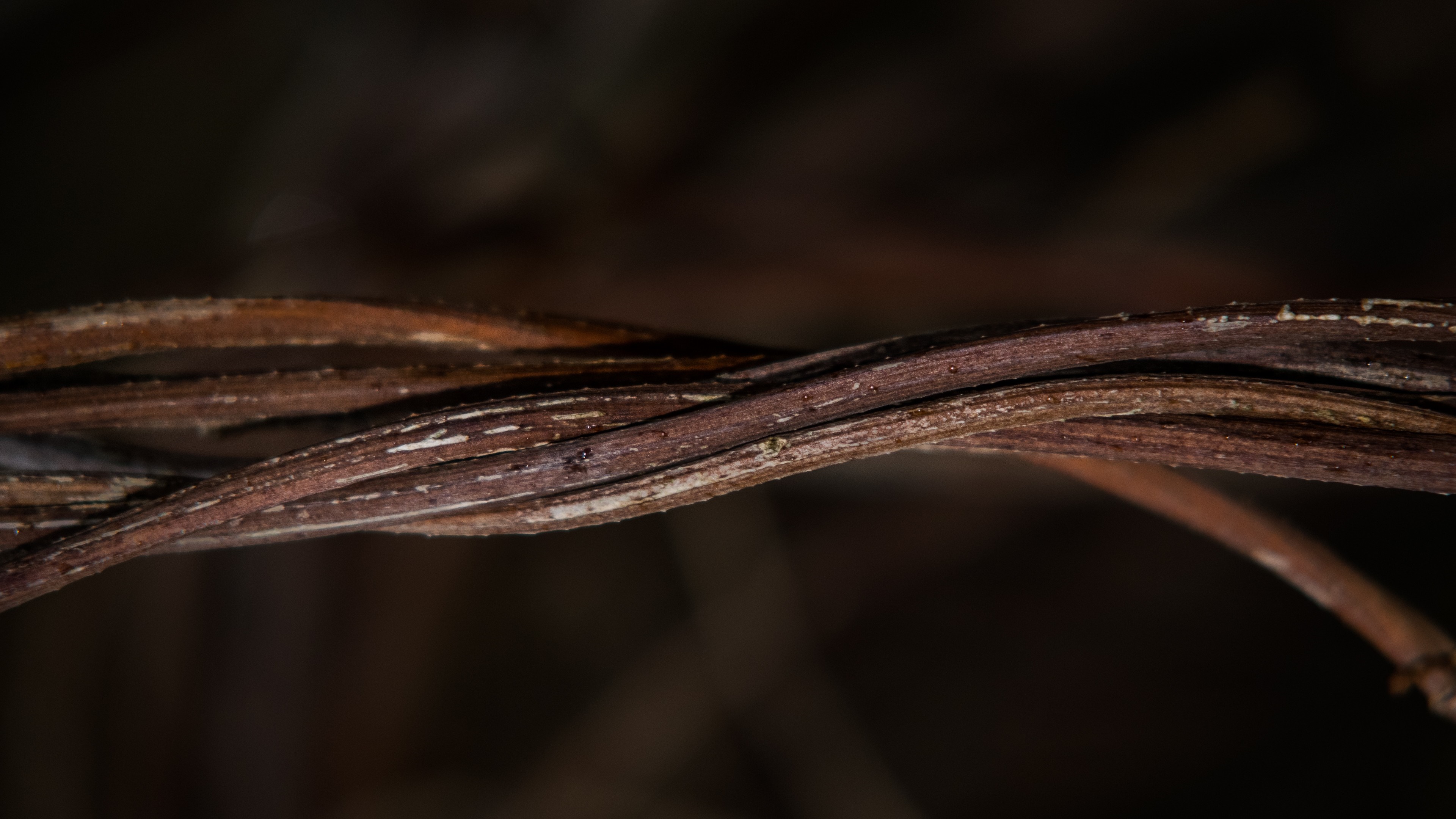 Close-up of intertwined brown plant stems HD Wallpaper