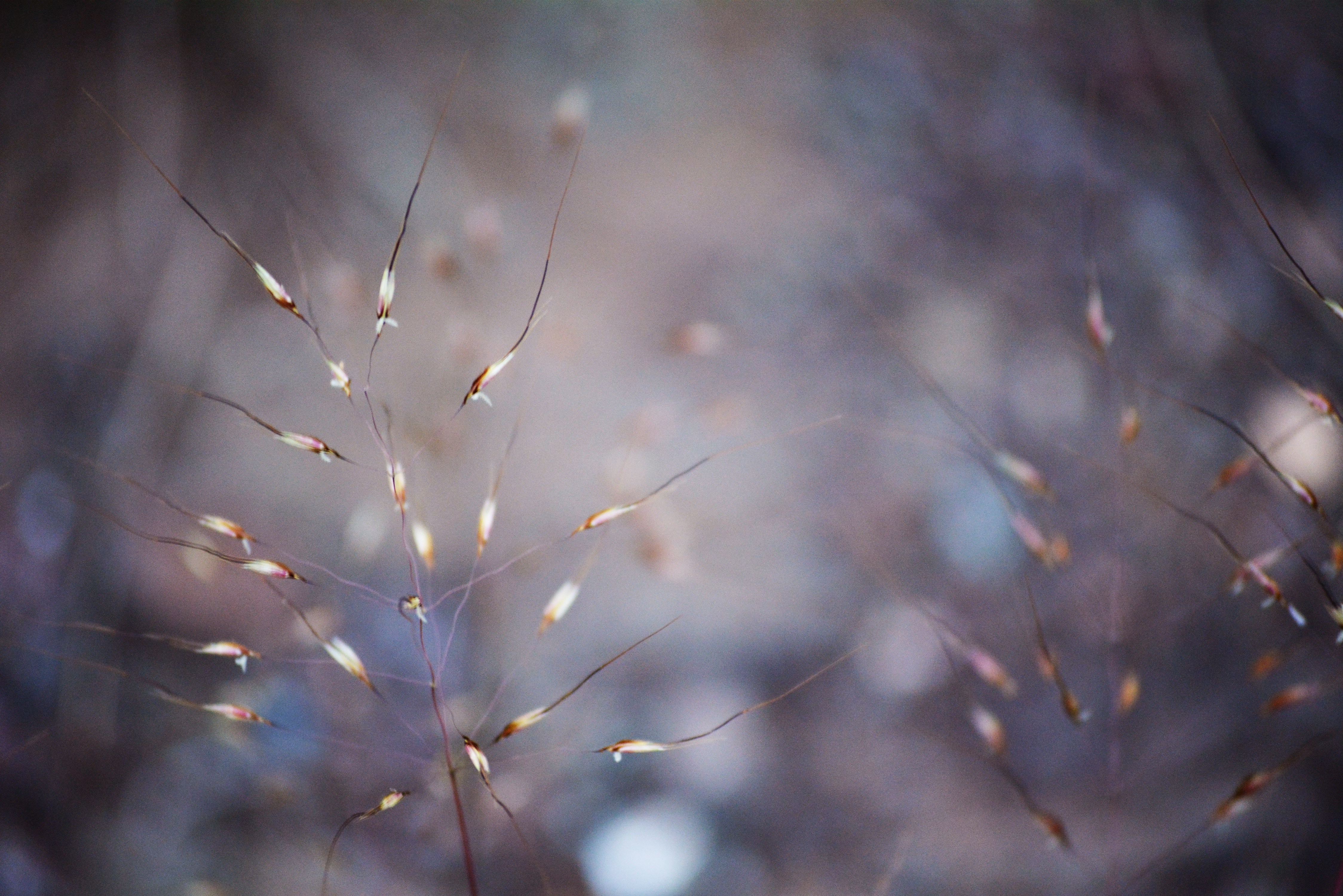 Close up of dry grass seeds with bokeh background HD Wallpaper