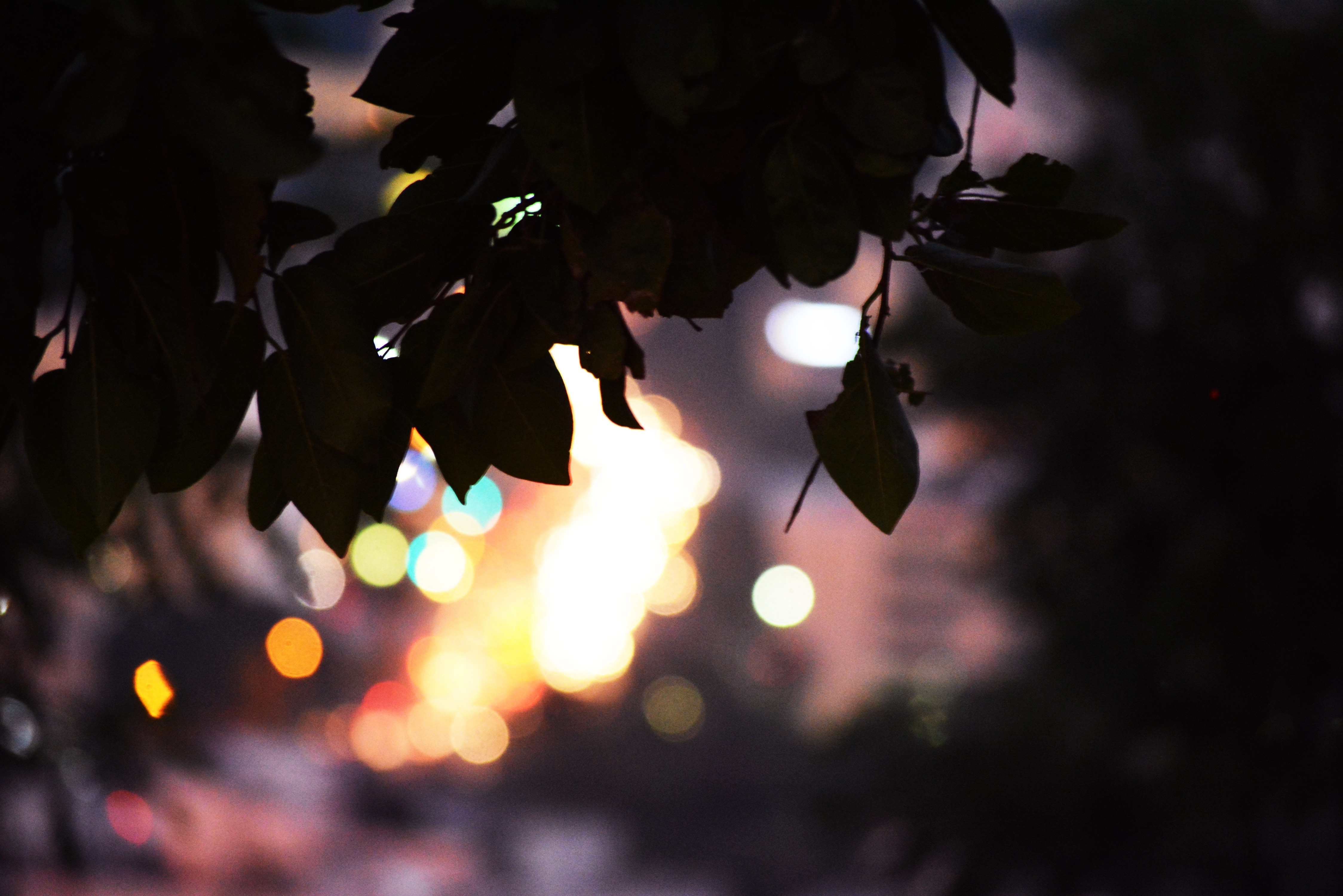 Silhouette of leaves against bokeh city lights at night HD Wallpaper