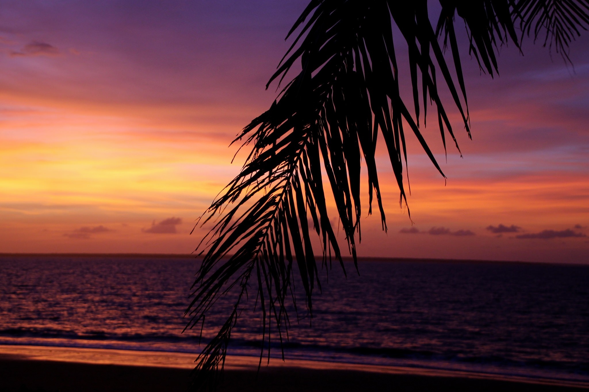 Palm frond silhouetted against a colorful sunset over the ocean HD Wallpaper