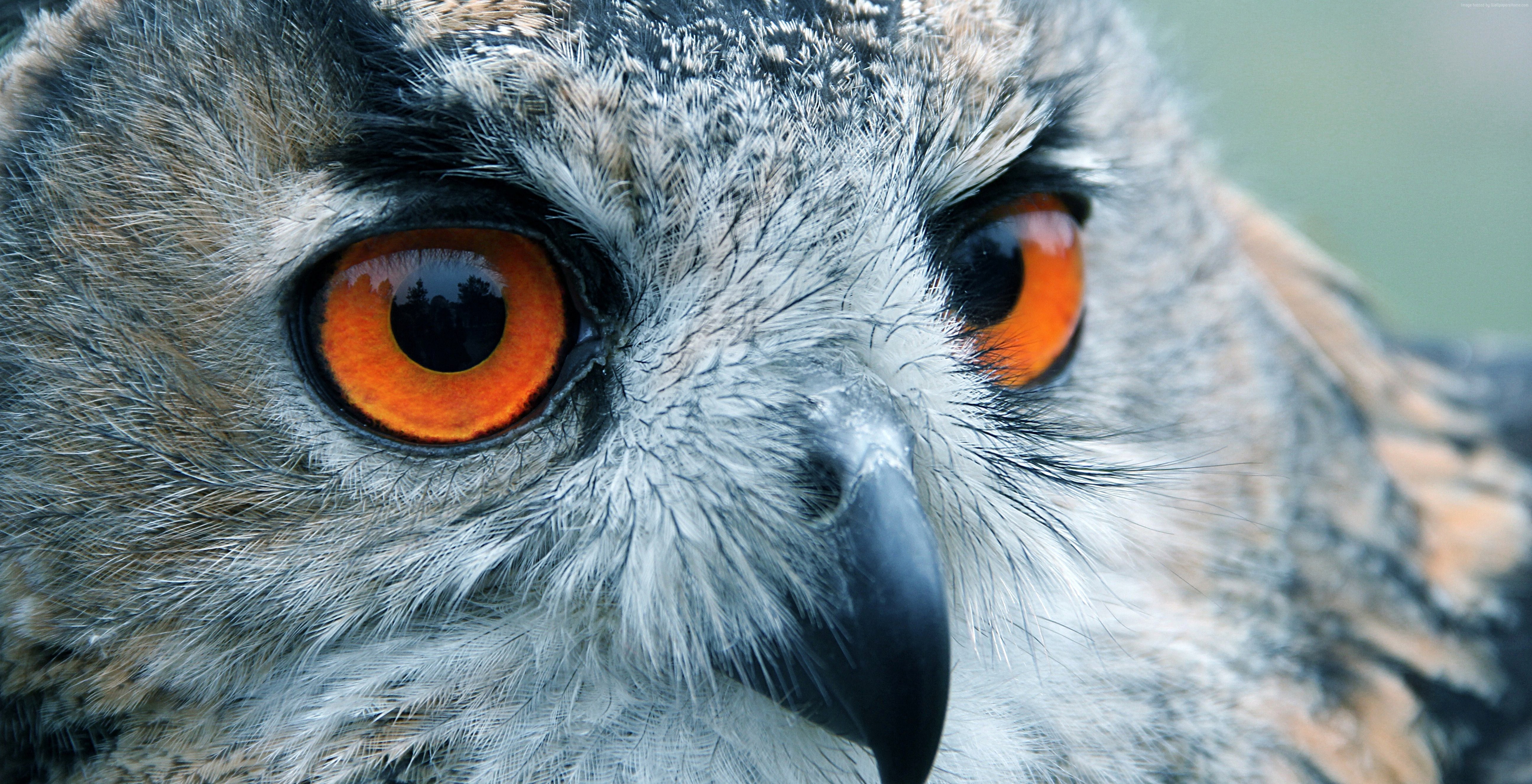 Close-up of an owl's bright orange eyes HD Wallpaper