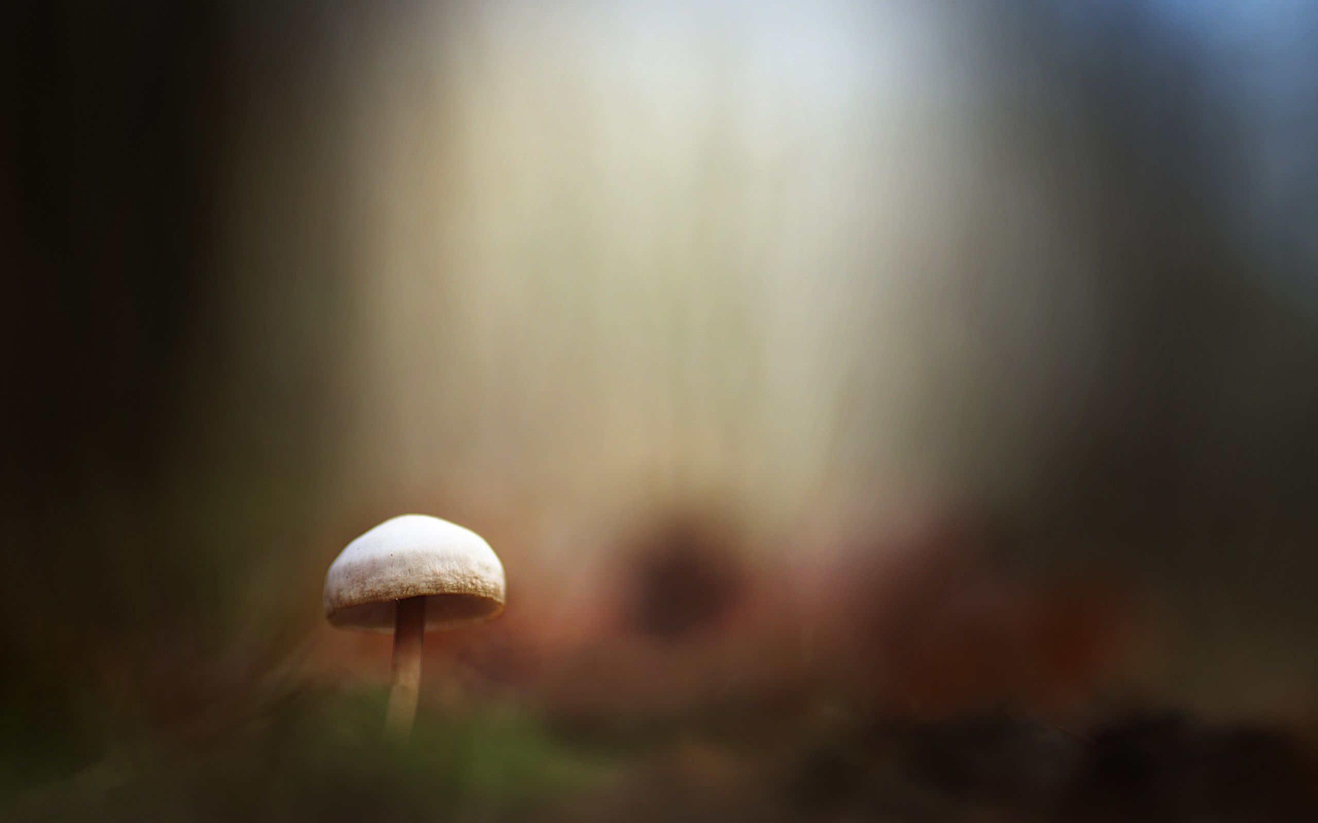 Mushroom in forest with sunlight HD Wallpaper