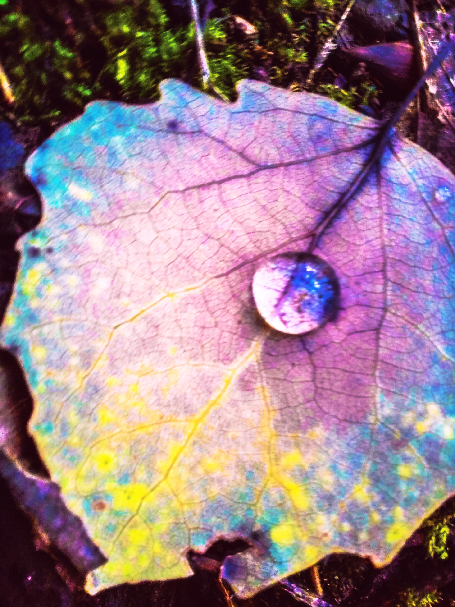 Close-up of a colorful leaf with a water droplet HD Wallpaper