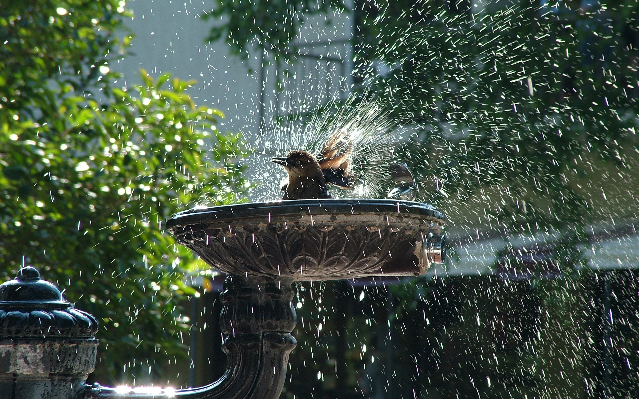 Bird bathing in a fountain with water splashing HD Wallpaper
