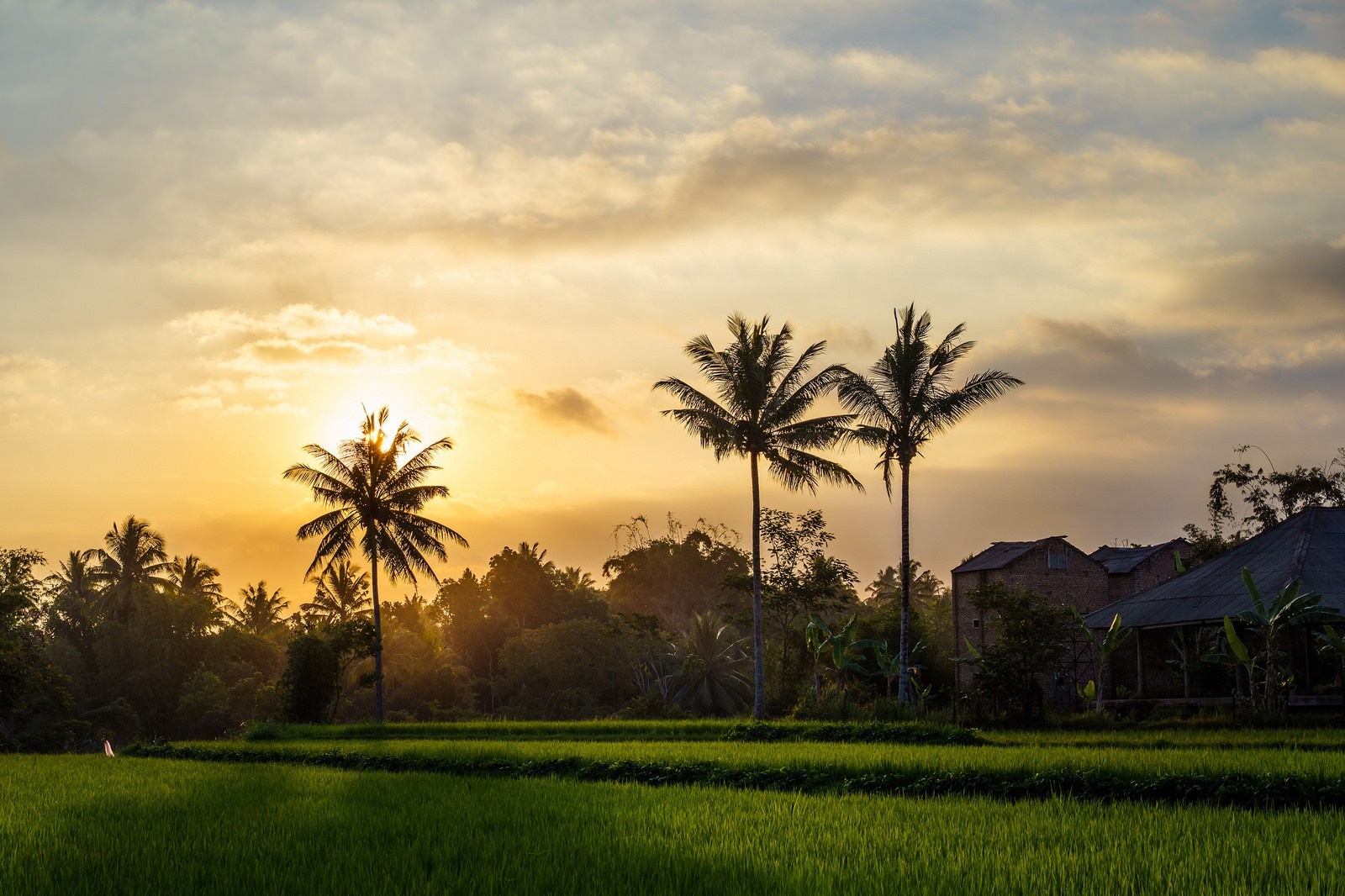 Sunset over a rice field with palm trees and houses HD Wallpaper