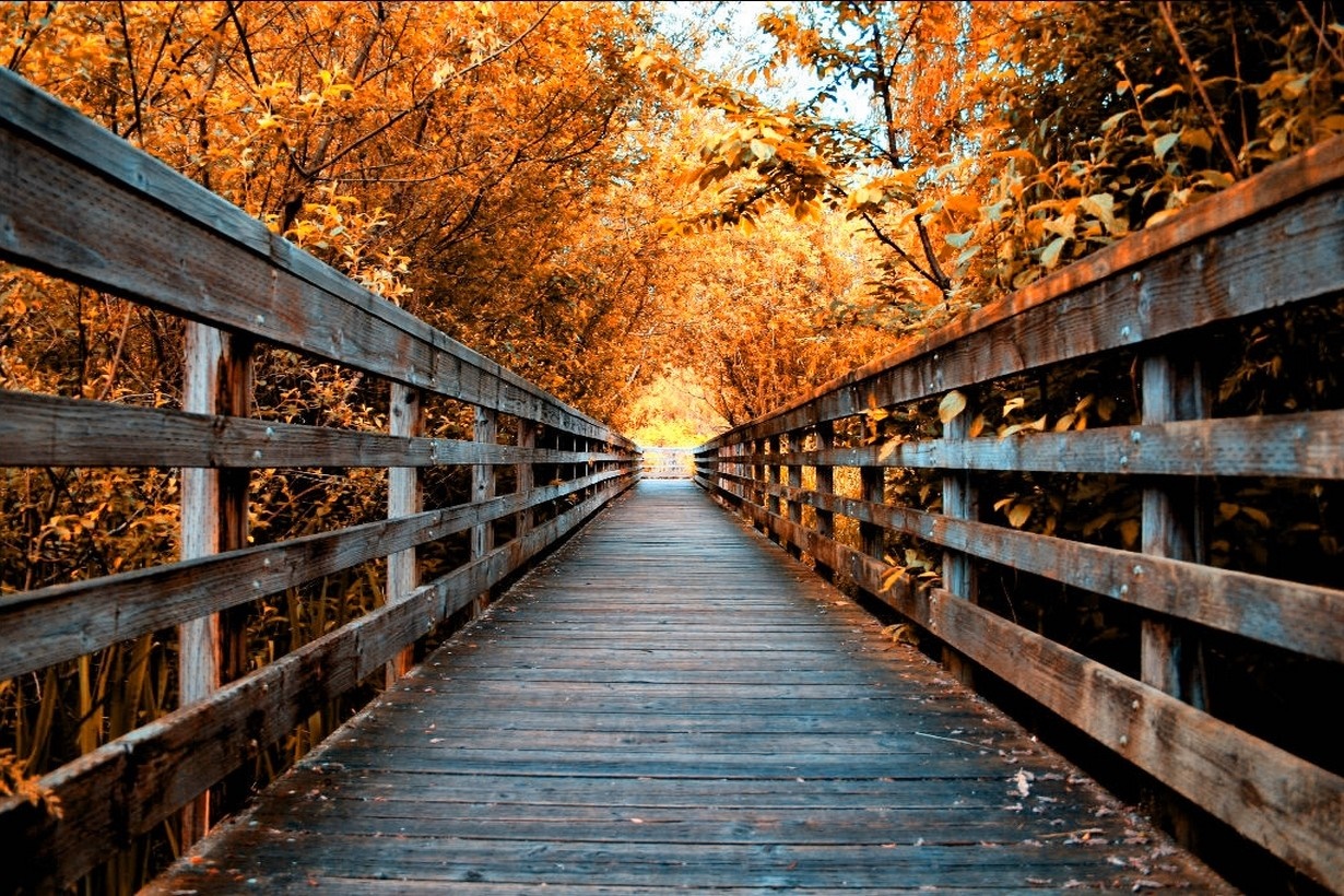 Wooden bridge walkway through autumn trees HD Wallpaper