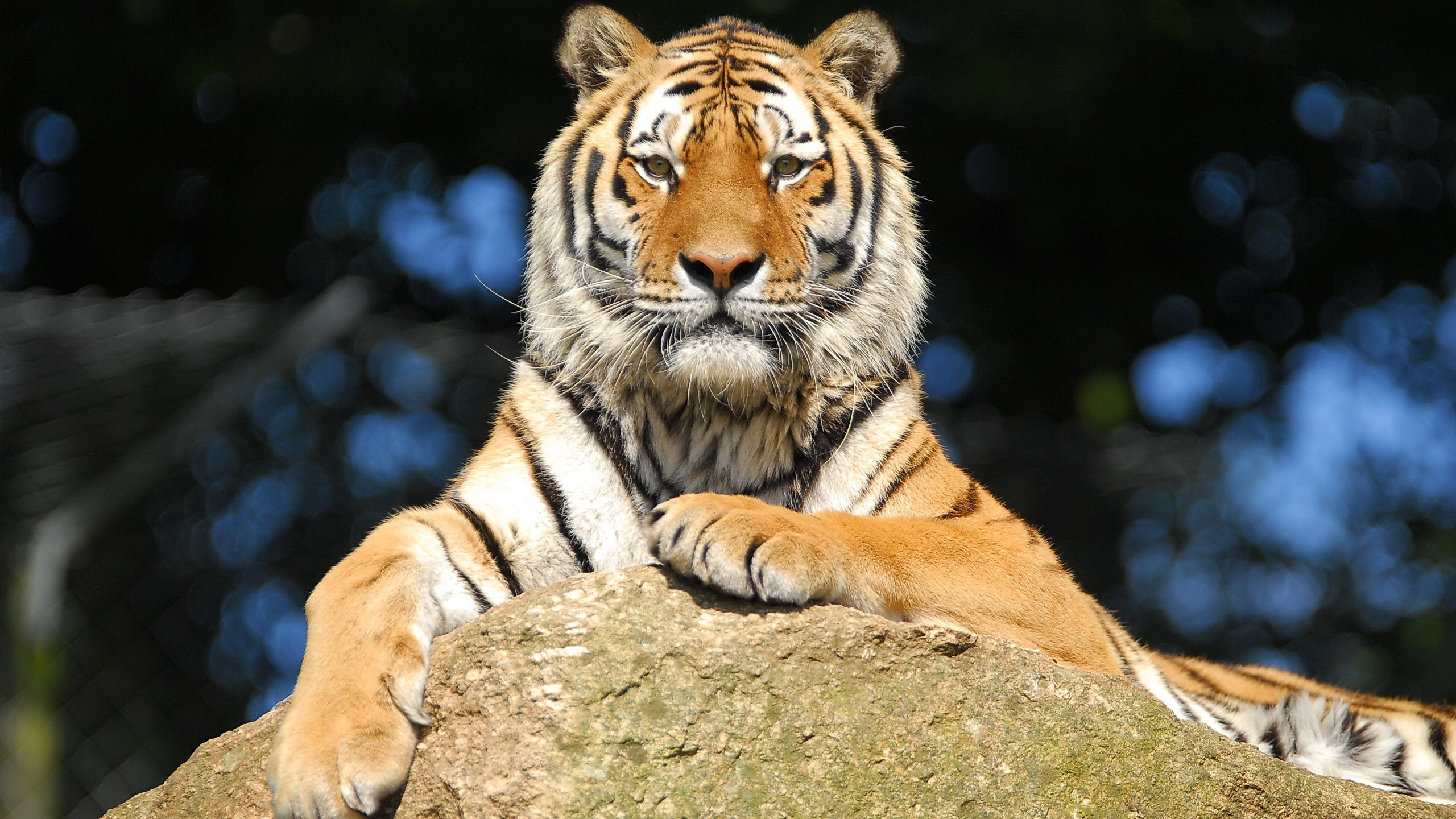 Tiger resting on a rock HD Wallpaper