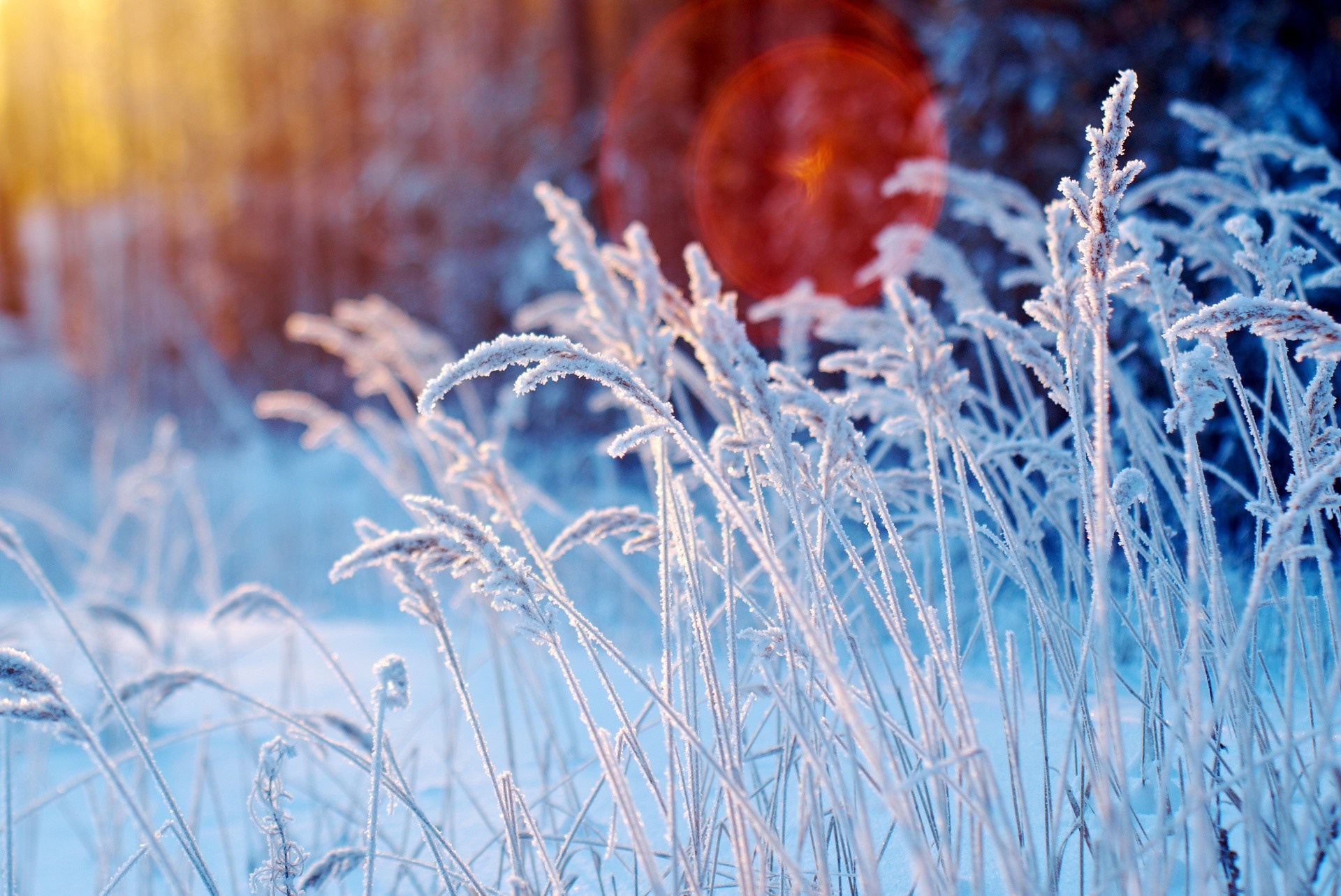 Frost covered grass in winter sunlight HD Wallpaper