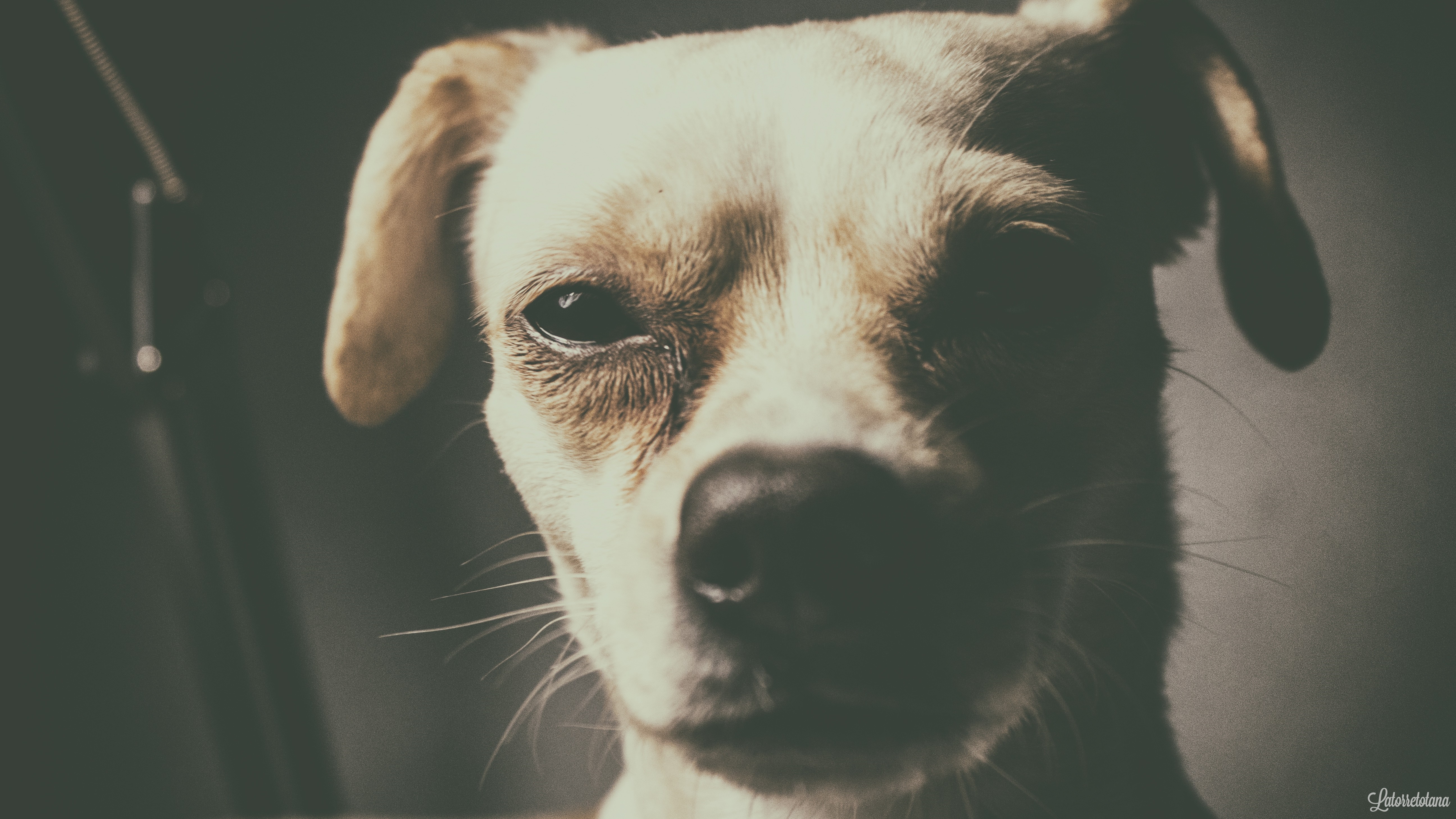 Close up of a dog's face HD Wallpaper