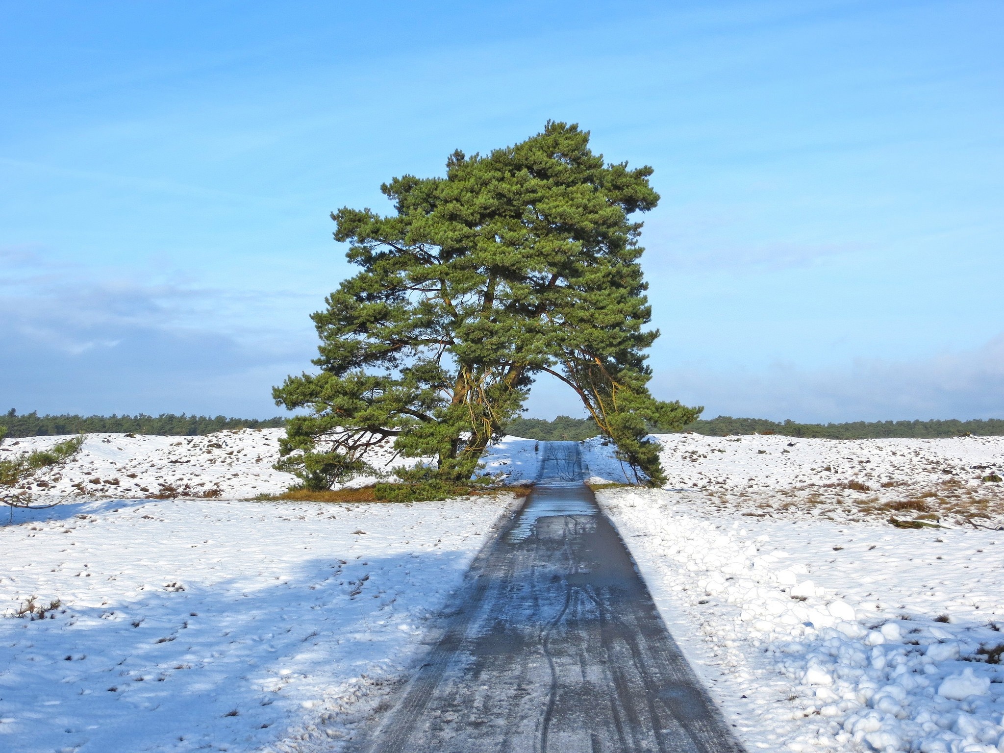 A lone pine tree arches over a snowy road in winter HD Wallpaper
