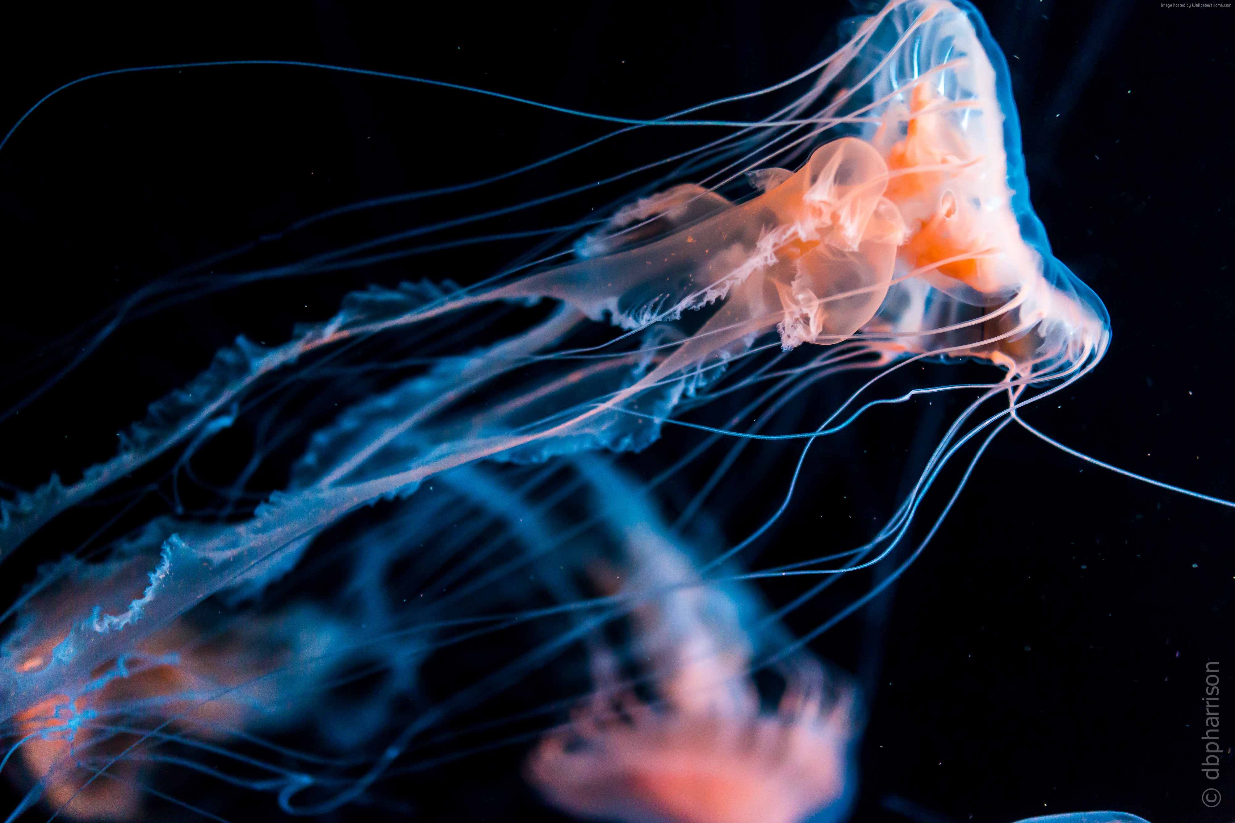 Jellyfish underwater HD Wallpaper
