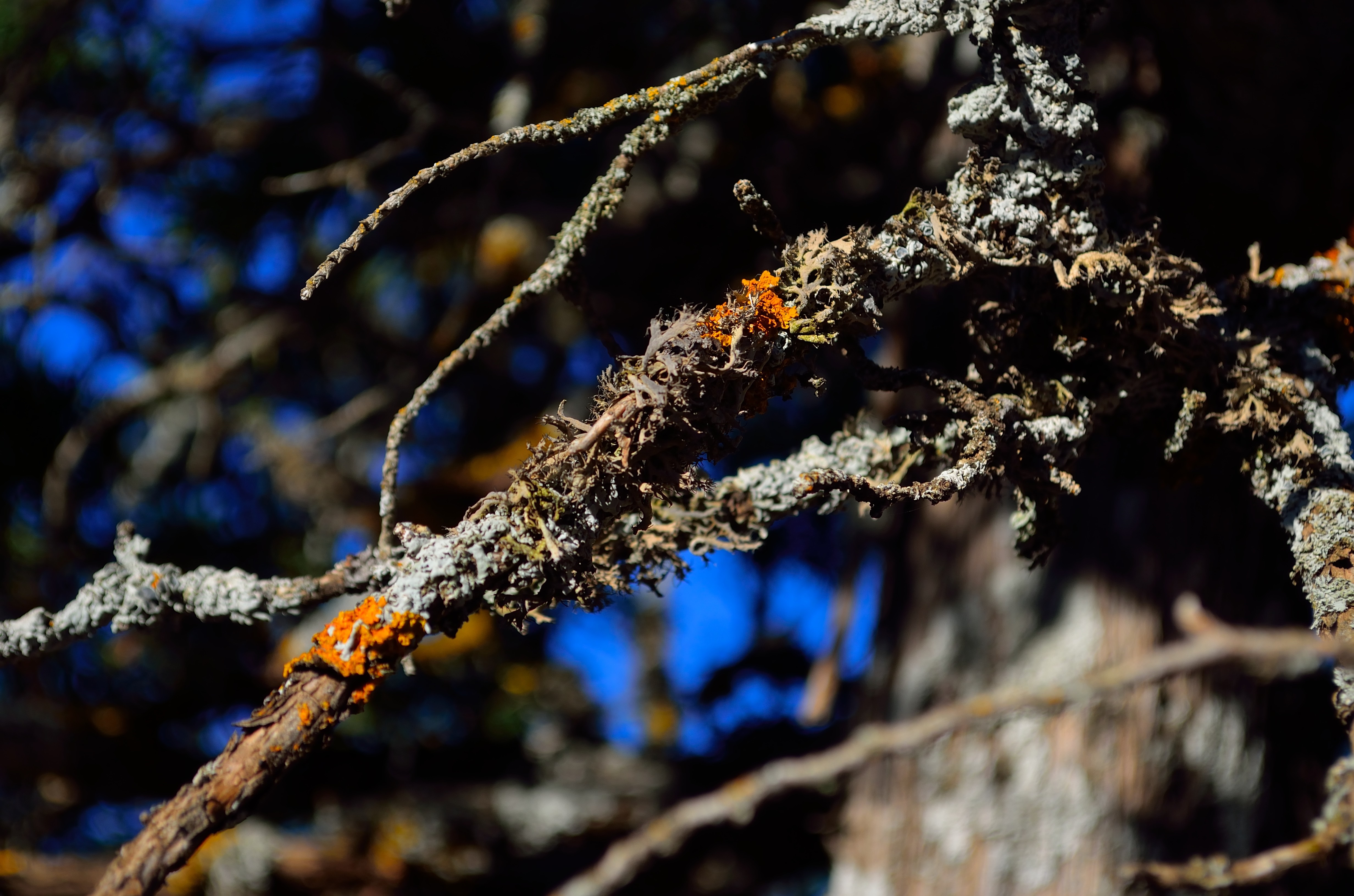 Close up of lichen on a tree branch HD Wallpaper