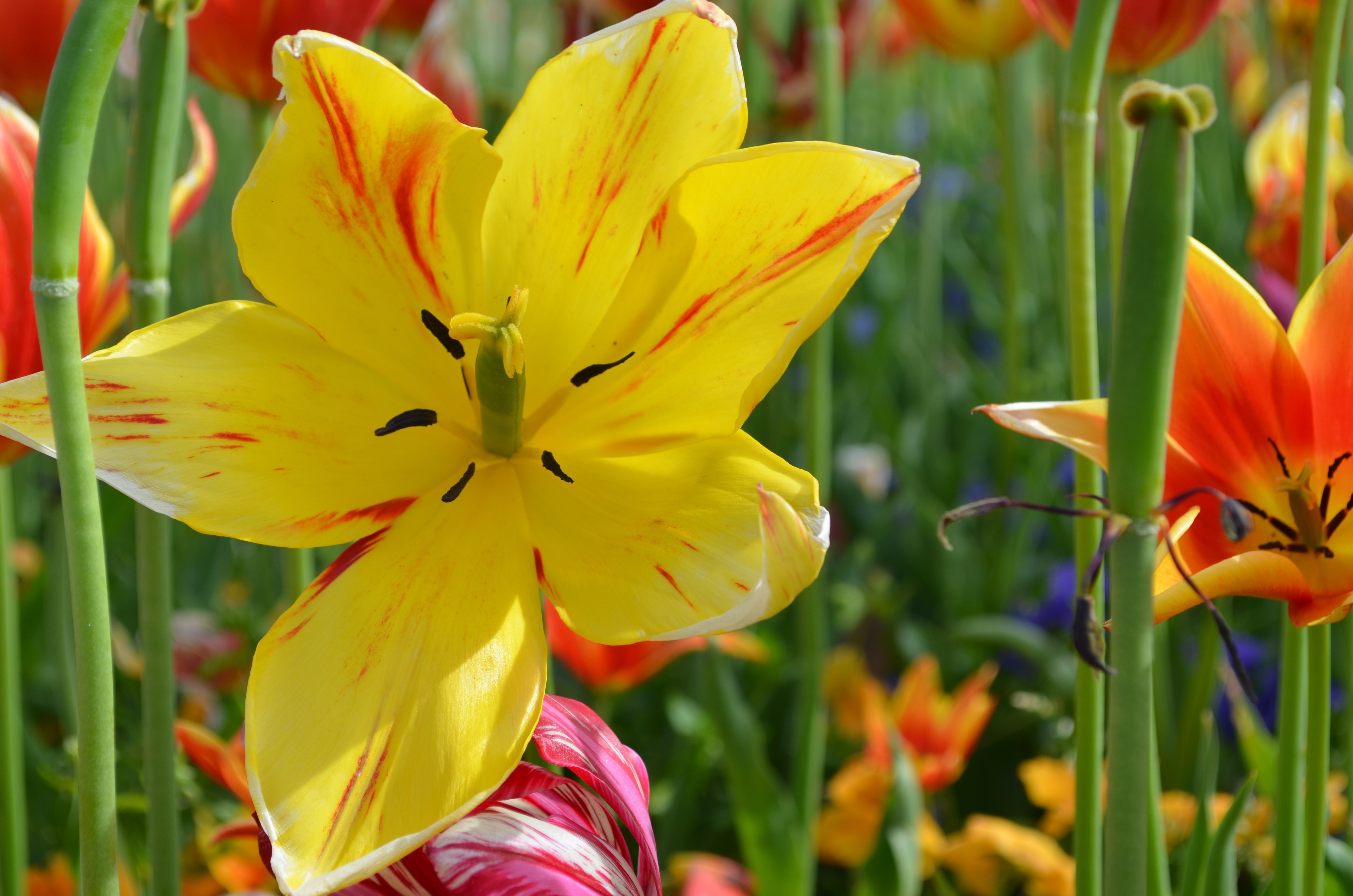 Close-up of a yellow tulip with red streaks HD Wallpaper