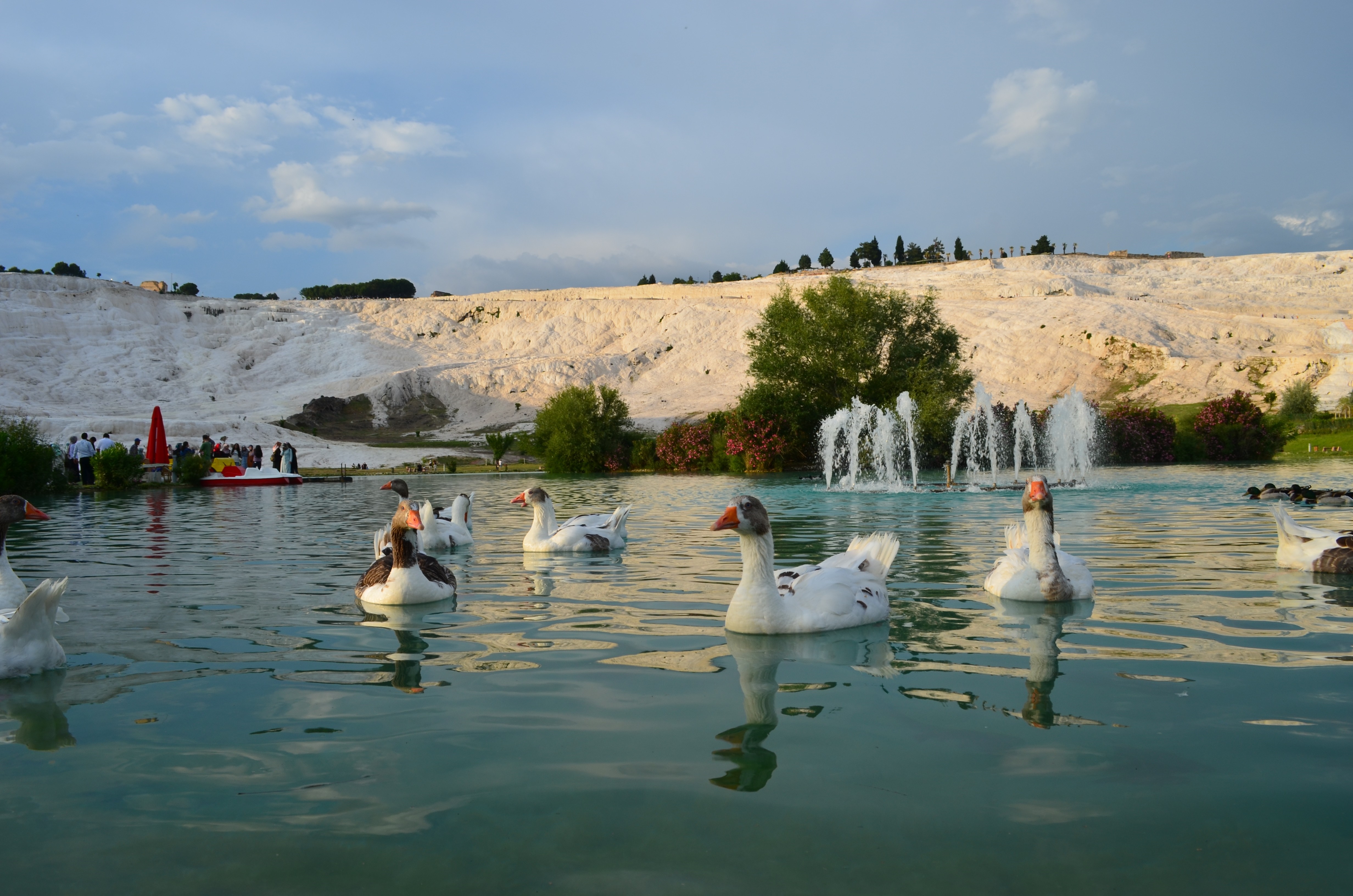 Geese swimming in Pamukkale travertine pools with fountains HD Wallpaper