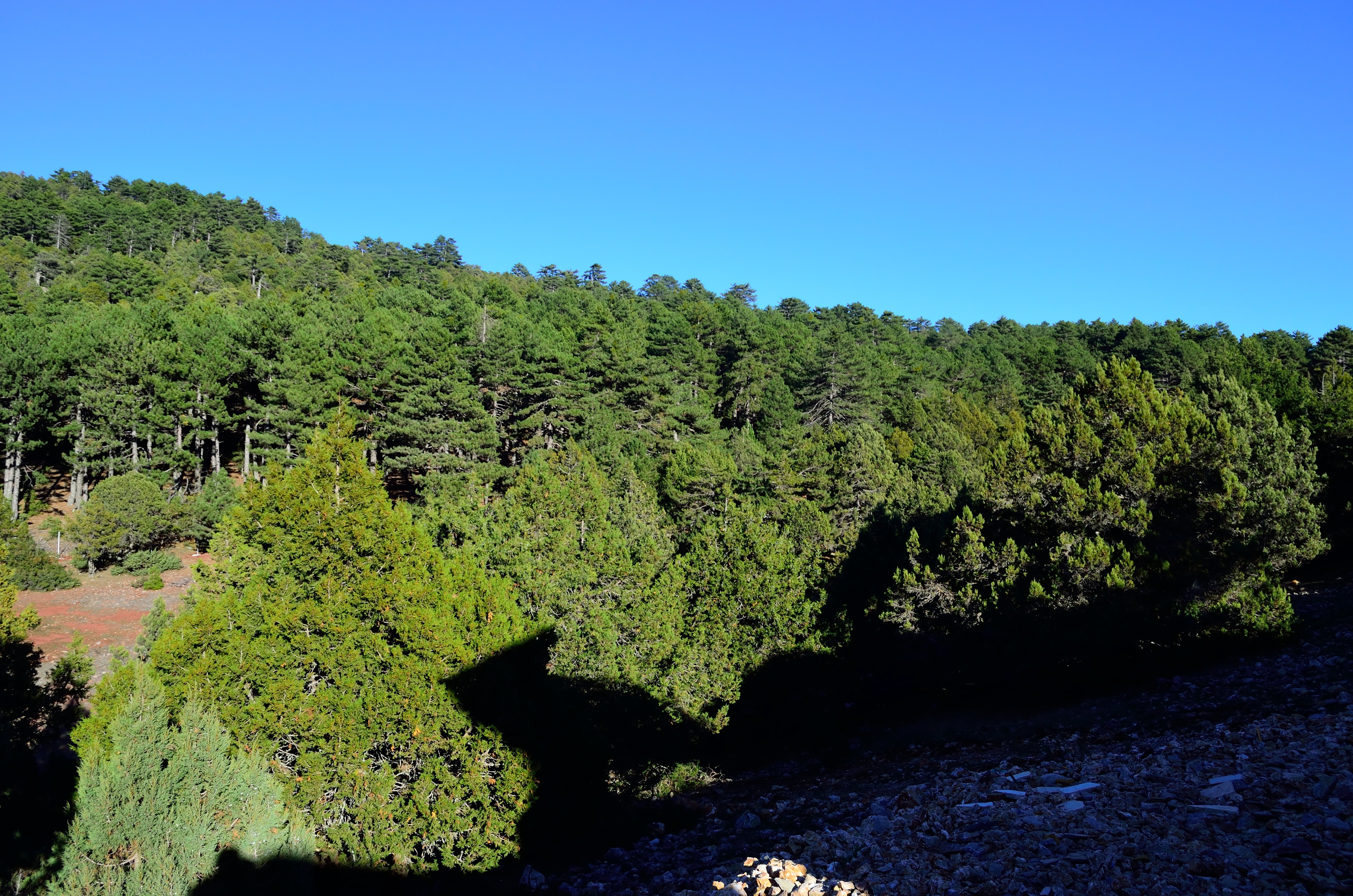Forest on a hill under a clear blue sky HD Wallpaper