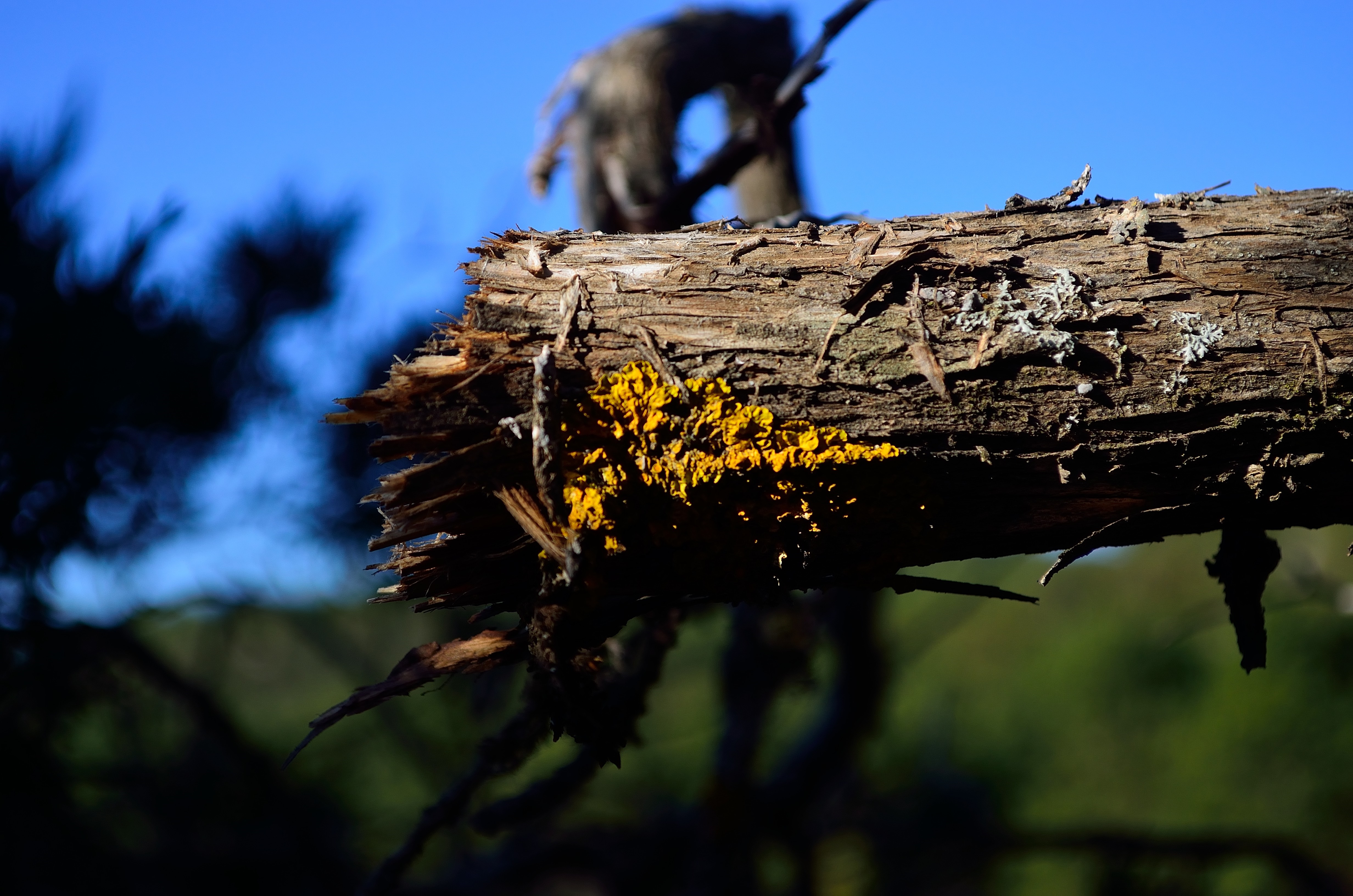 Broken tree branch with yellow fungus HD Wallpaper