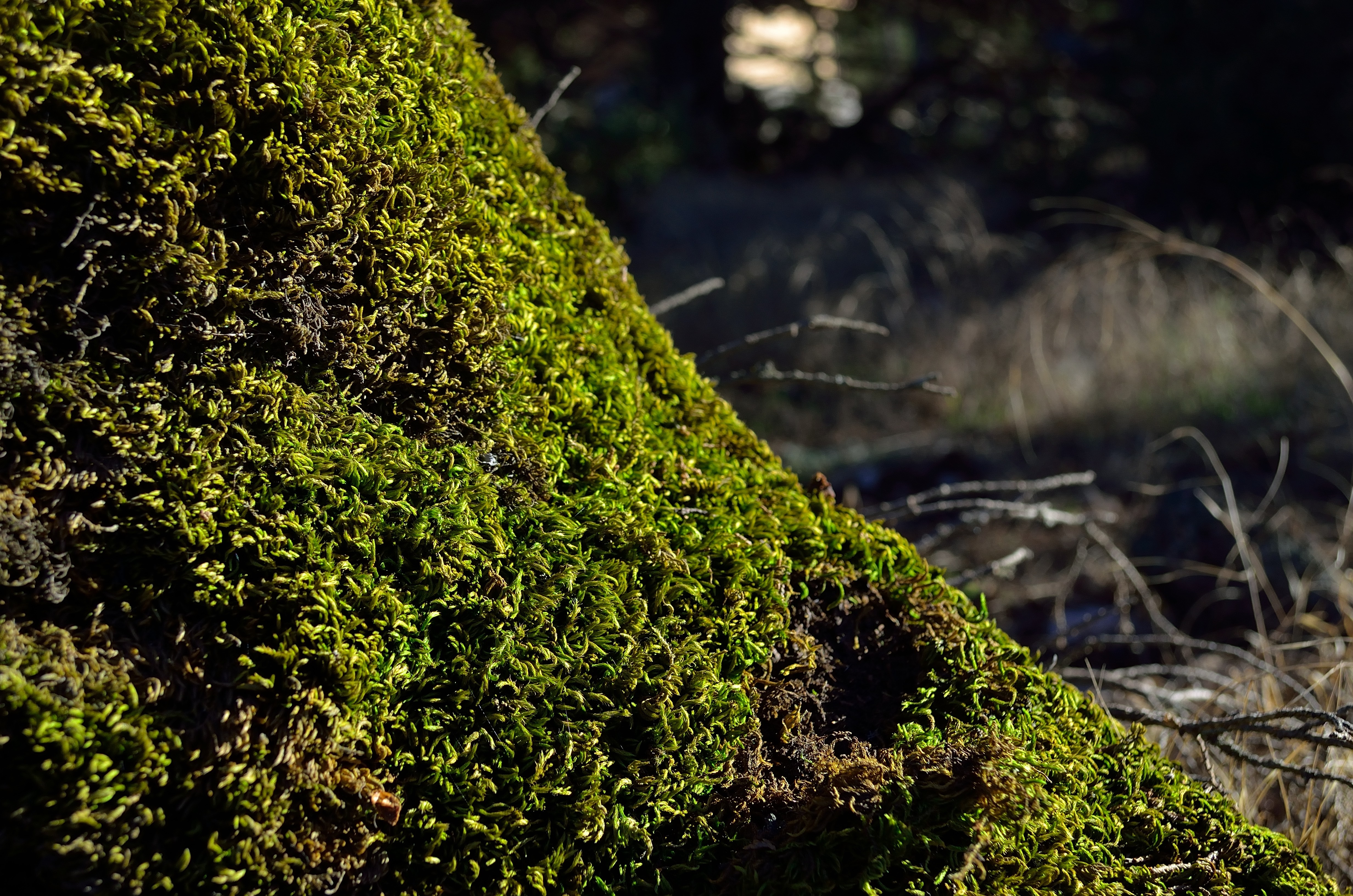 Moss growing on a tree trunk in a forest HD Wallpaper