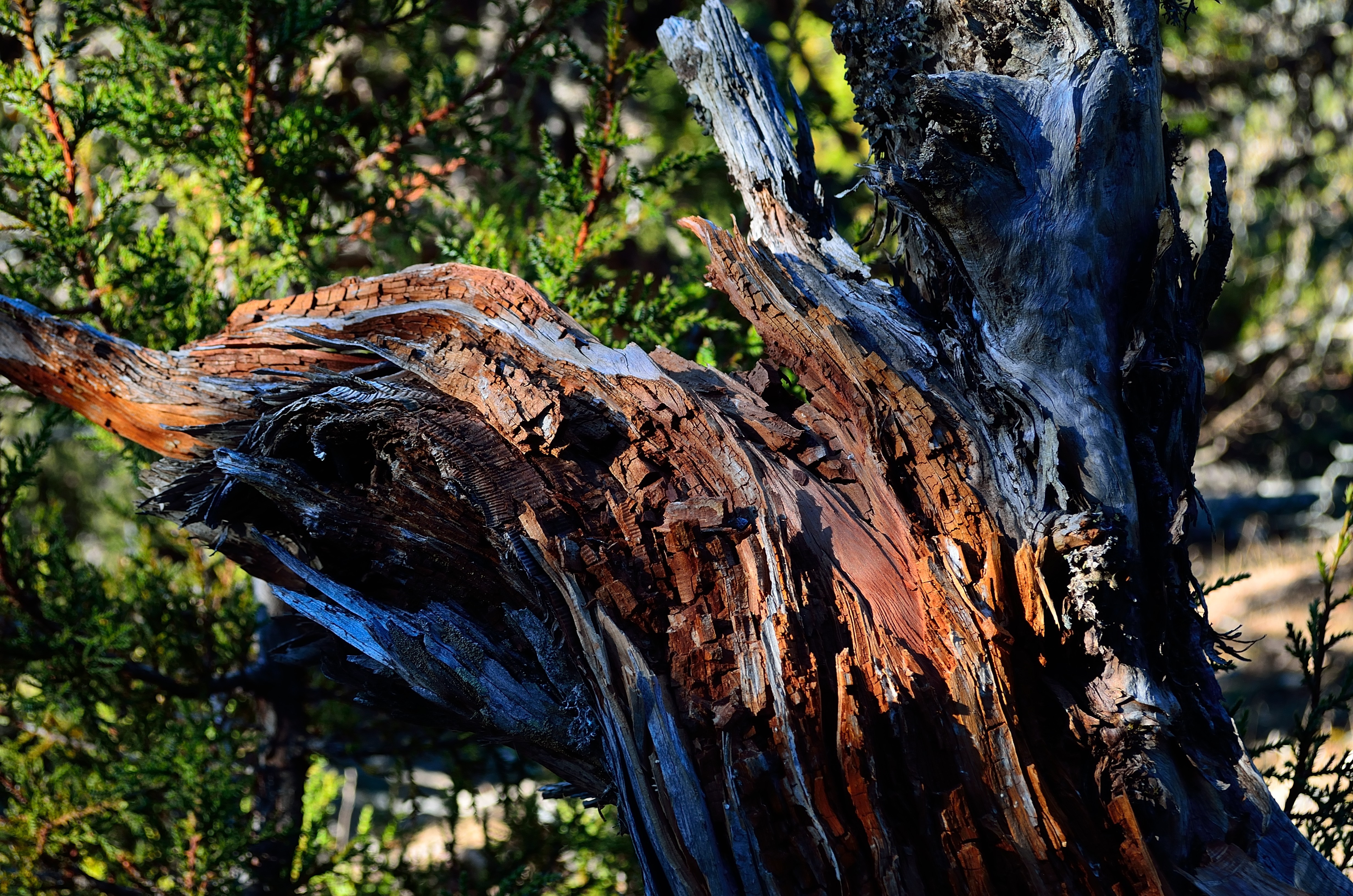 Close-up of a weathered, broken tree trunk with green foliage HD Wallpaper