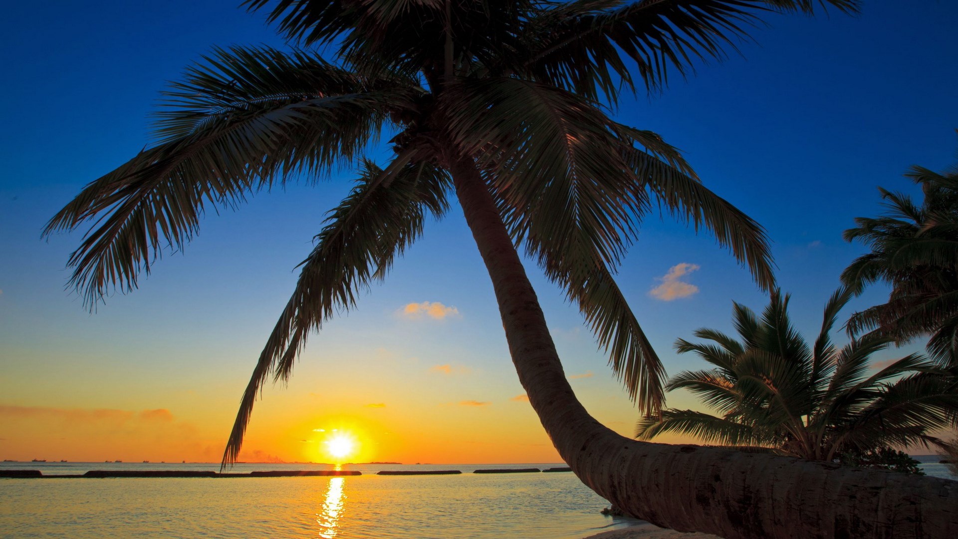 Palm trees at sunset over the ocean HD Wallpaper