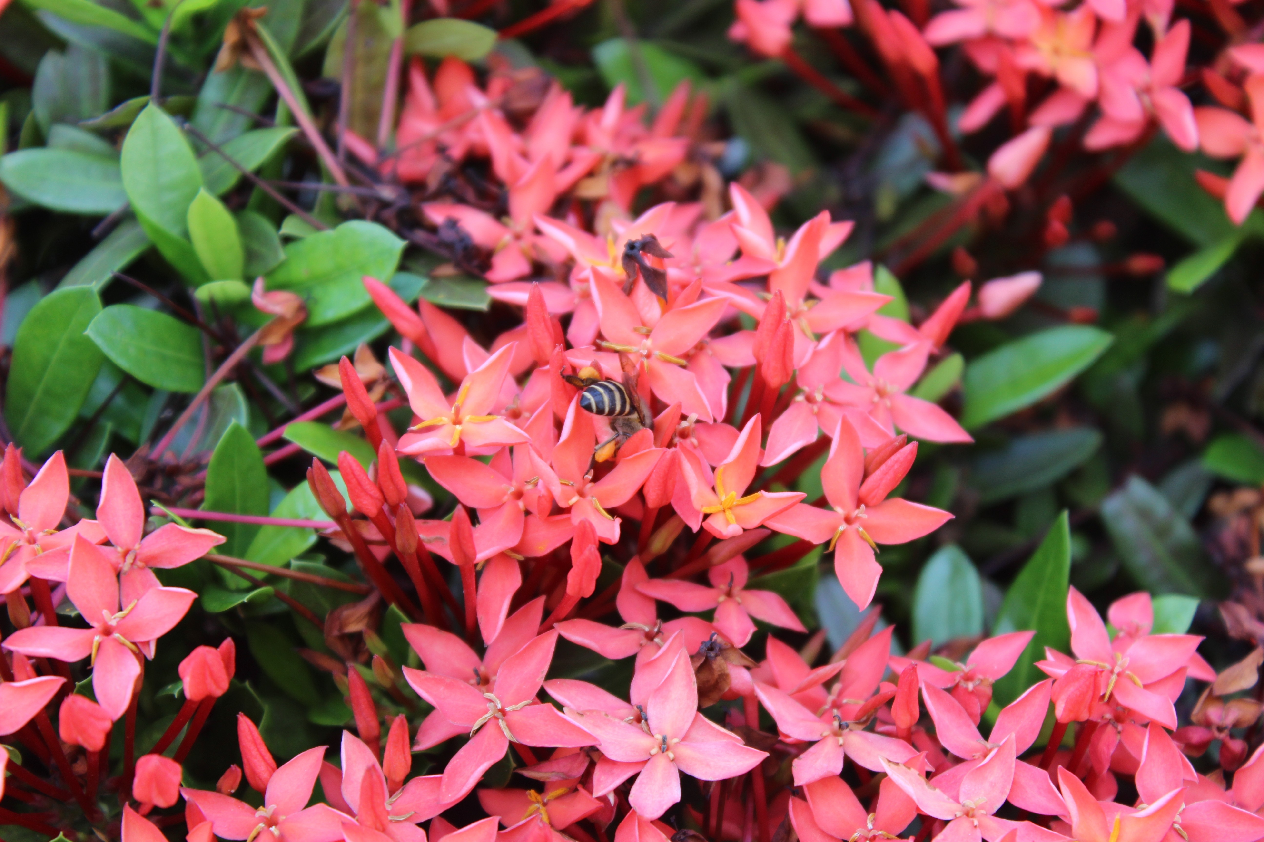 Close-up of pink Ixora flowers with bees HD Wallpaper
