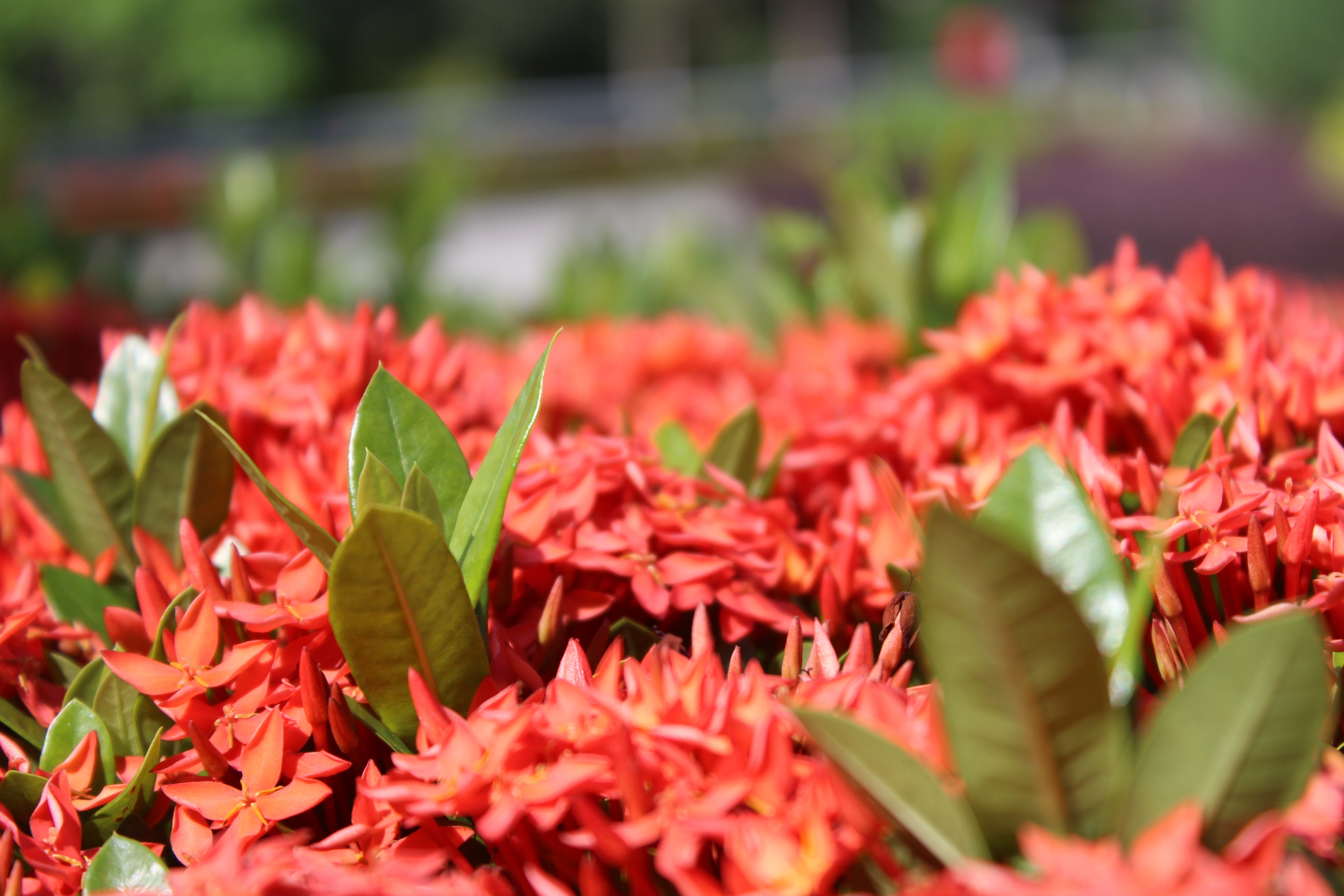 Close-up of red Ixora flowers with green leaves HD Wallpaper