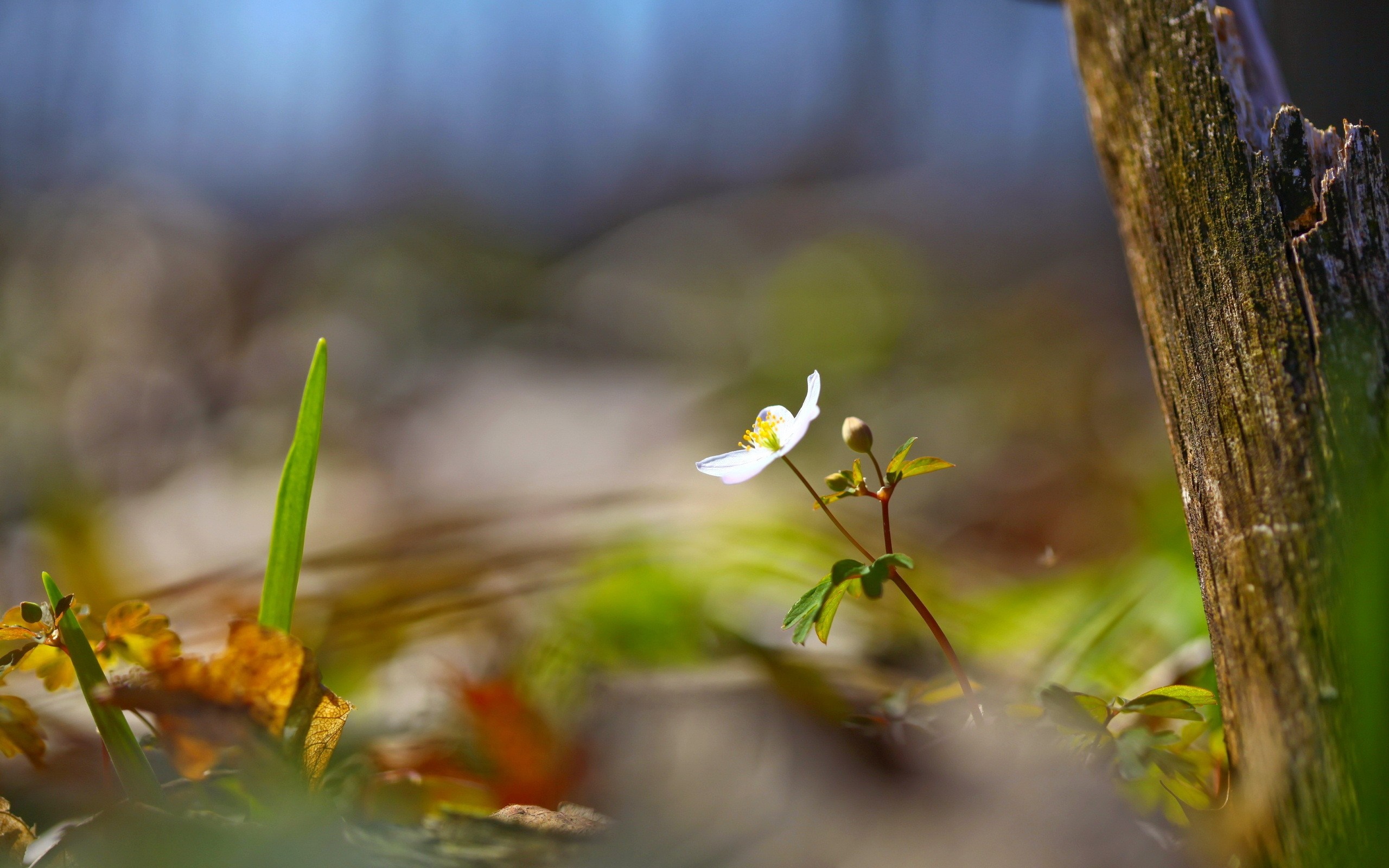 Close-up of a white wildflower with a bud next to a weathered wooden post HD Wallpaper
