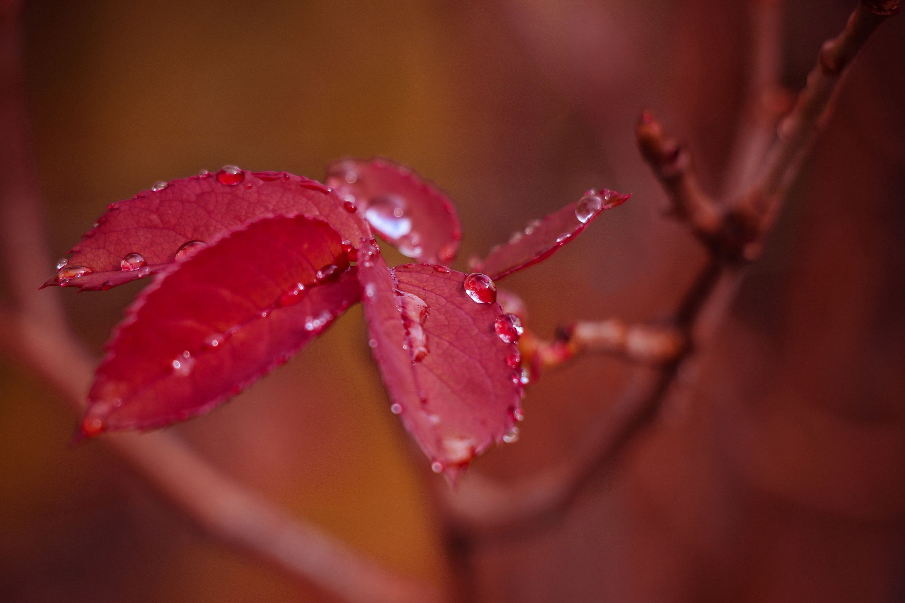 Red leaves with water drops on a branch HD Wallpaper