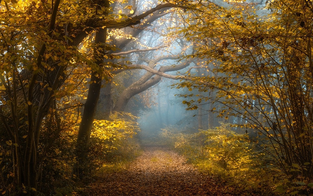 Autumn forest path with sunlight and mist HD Wallpaper
