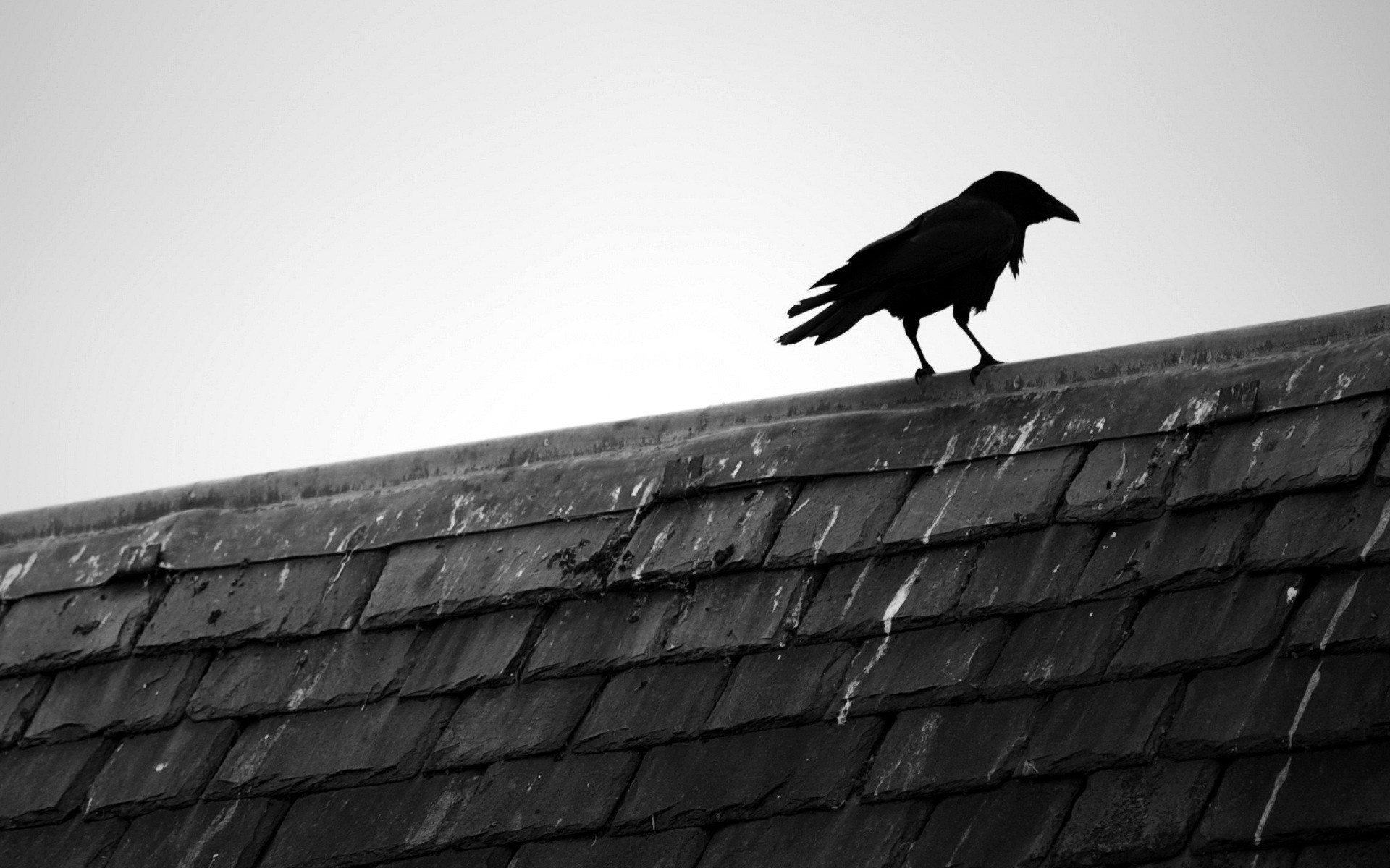 Black crow perched on a slate roof HD Wallpaper