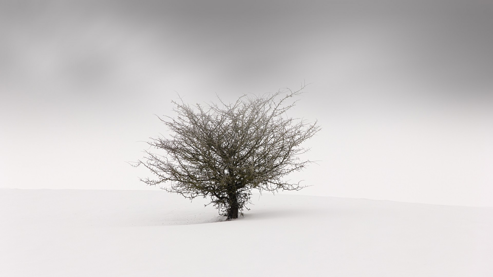Bare tree in a snowy landscape under a foggy sky HD Wallpaper