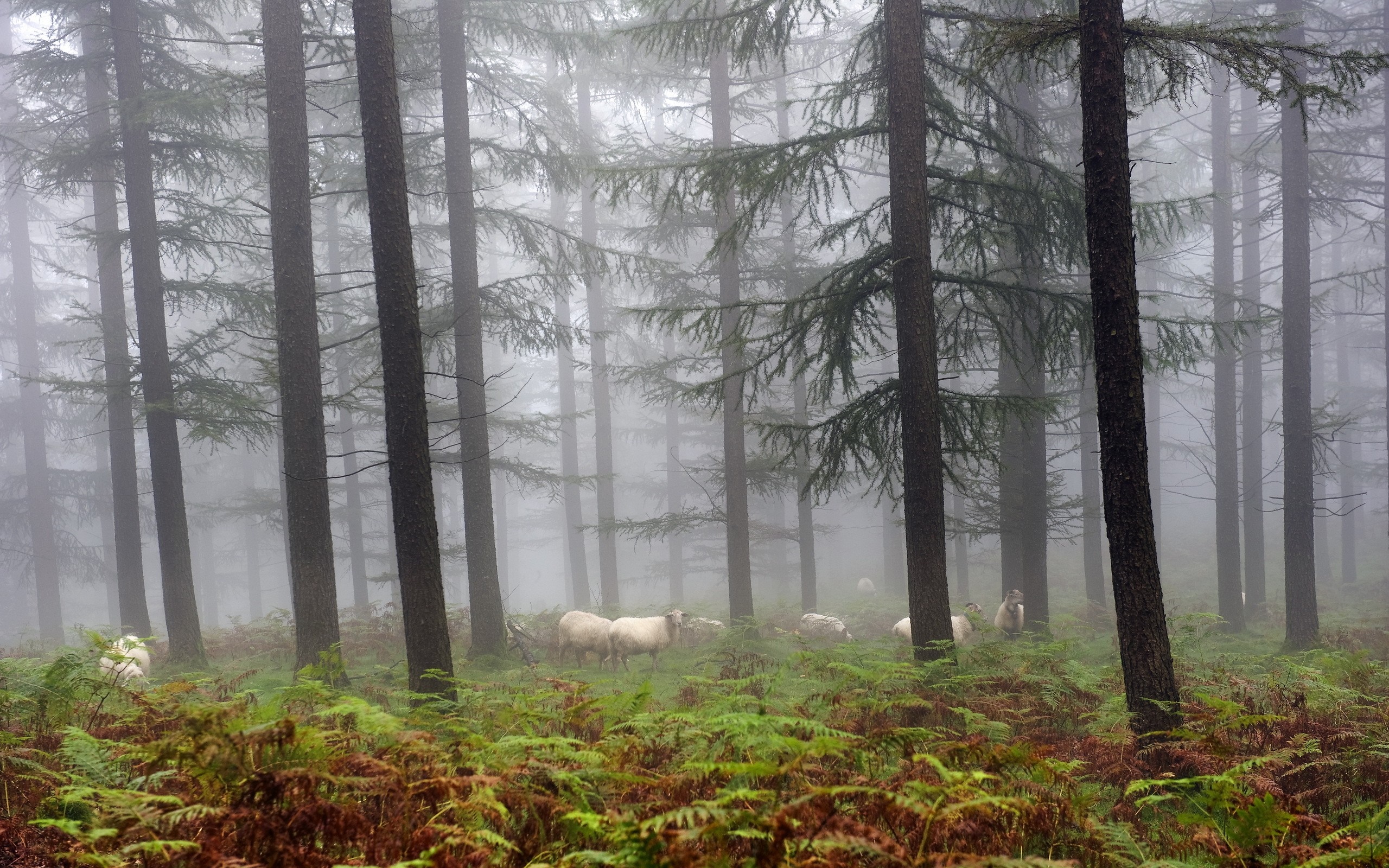 Sheep grazing in a misty coniferous forest with ferns HD Wallpaper
