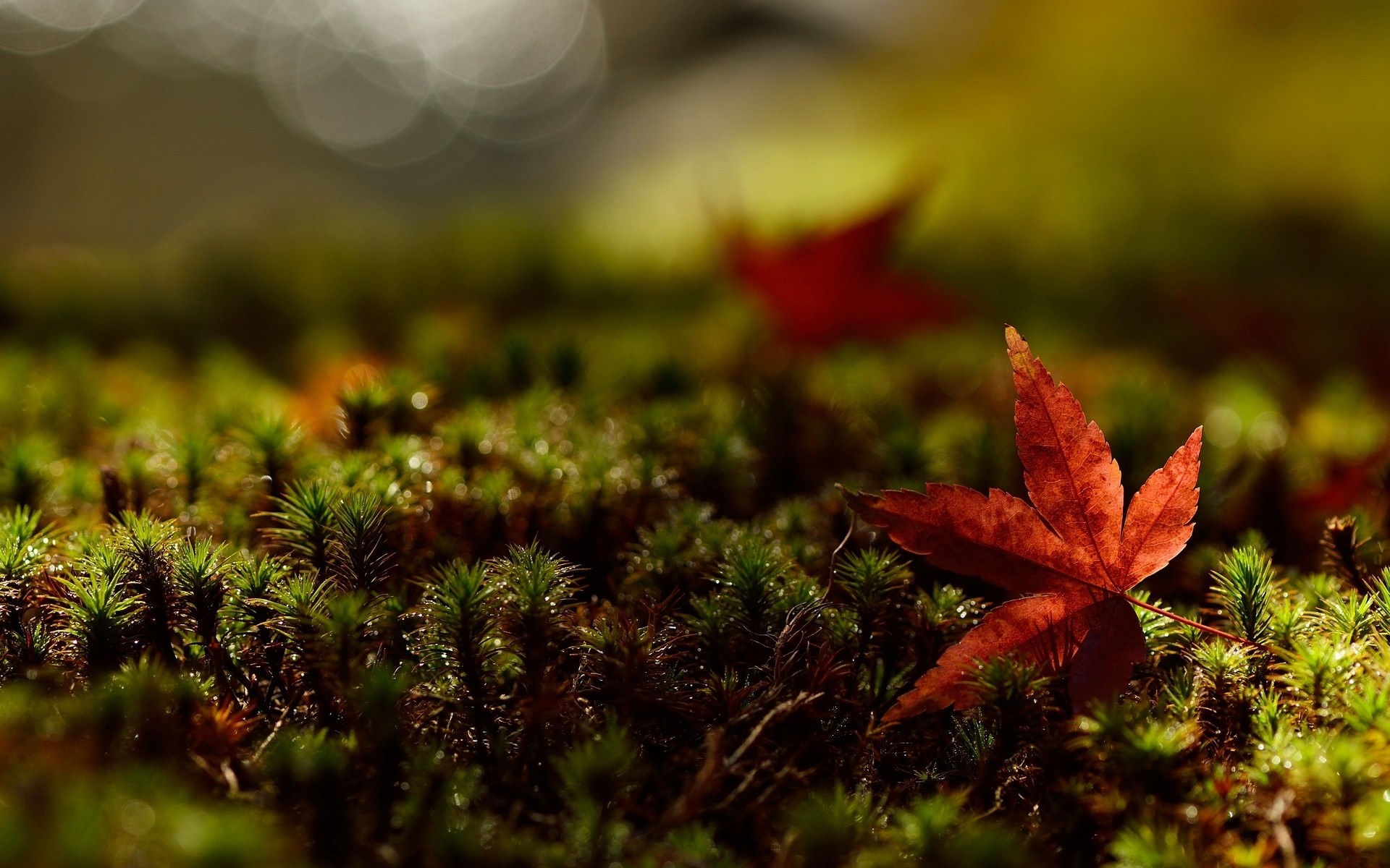 Red maple leaf on mossy ground in sunlight HD Wallpaper