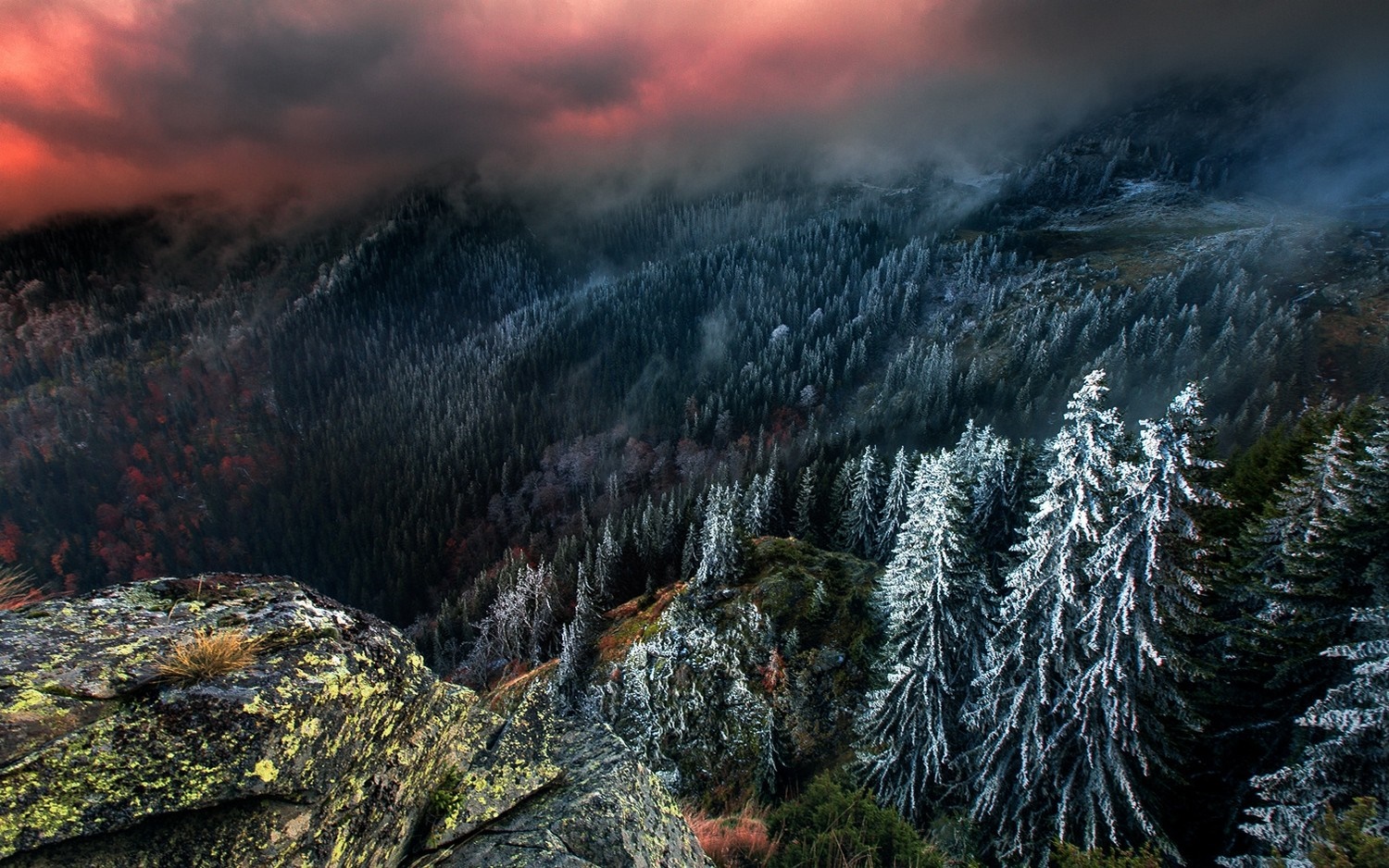 Misty mountain forest with snow-covered pine trees and rocky foreground HD Wallpaper