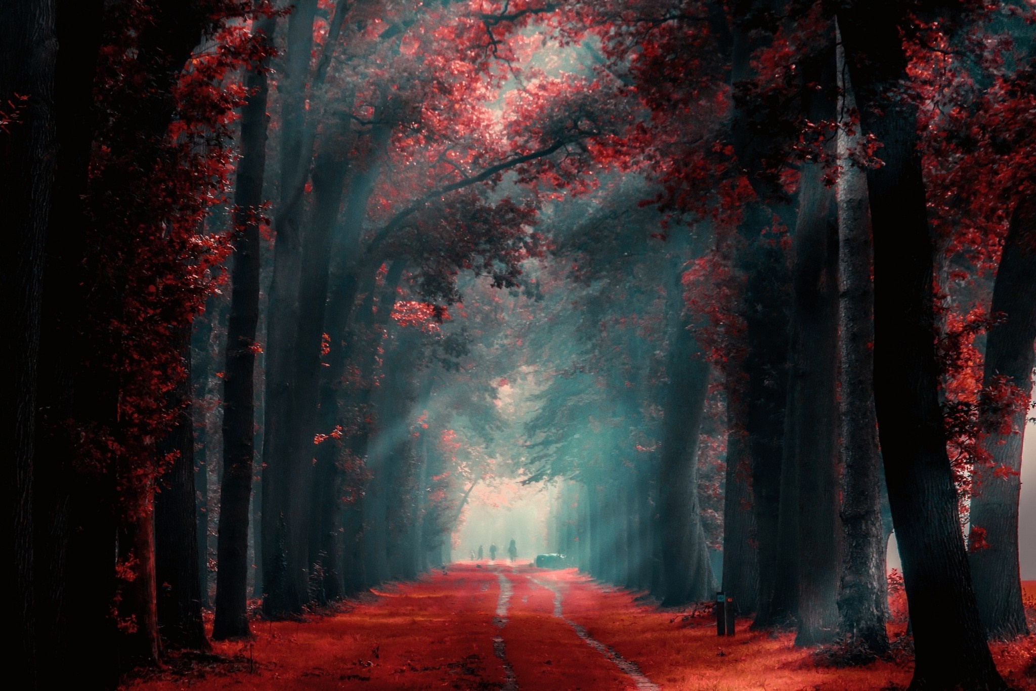 Red forest path with sunlight and mist HD Wallpaper
