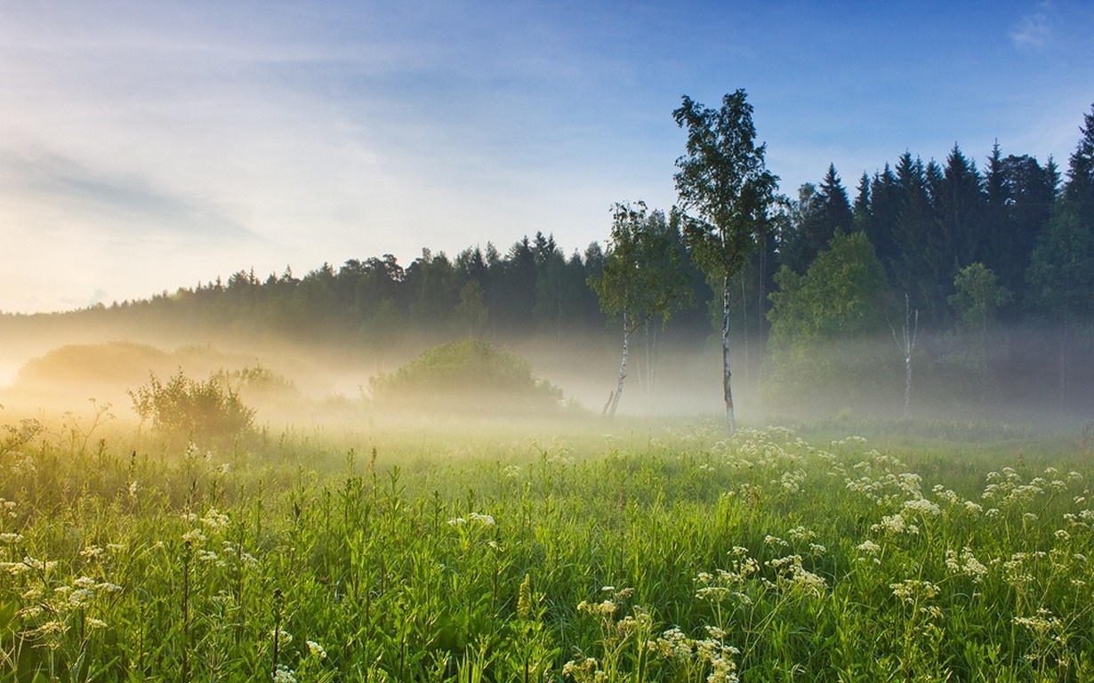 Misty meadow with wildflowers and forest at dawn HD Wallpaper