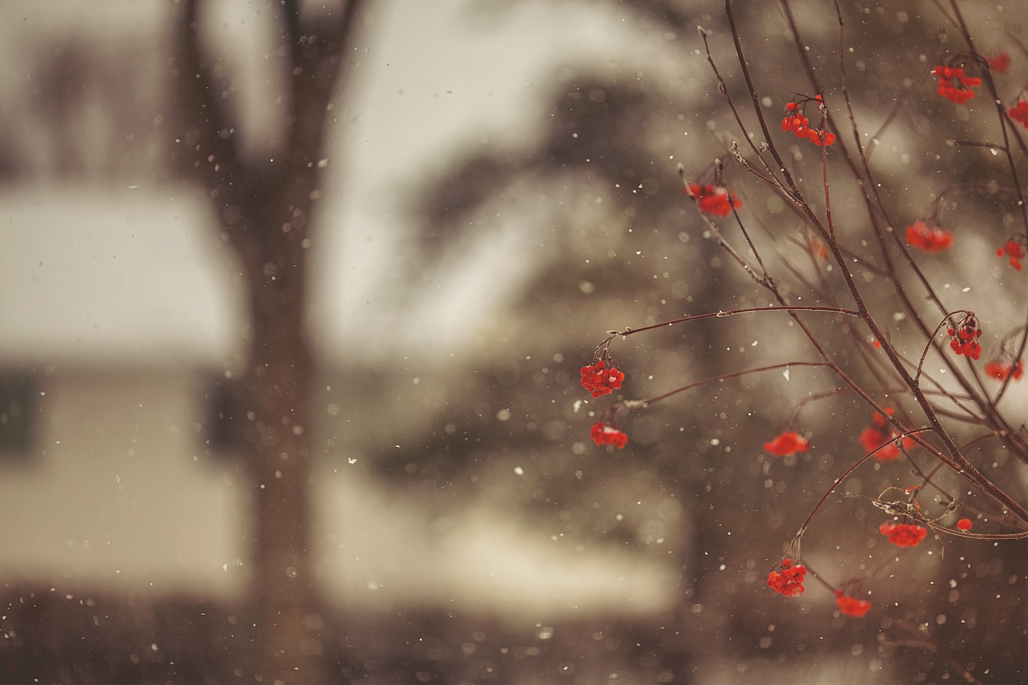 Red berries on branches in snow HD Wallpaper
