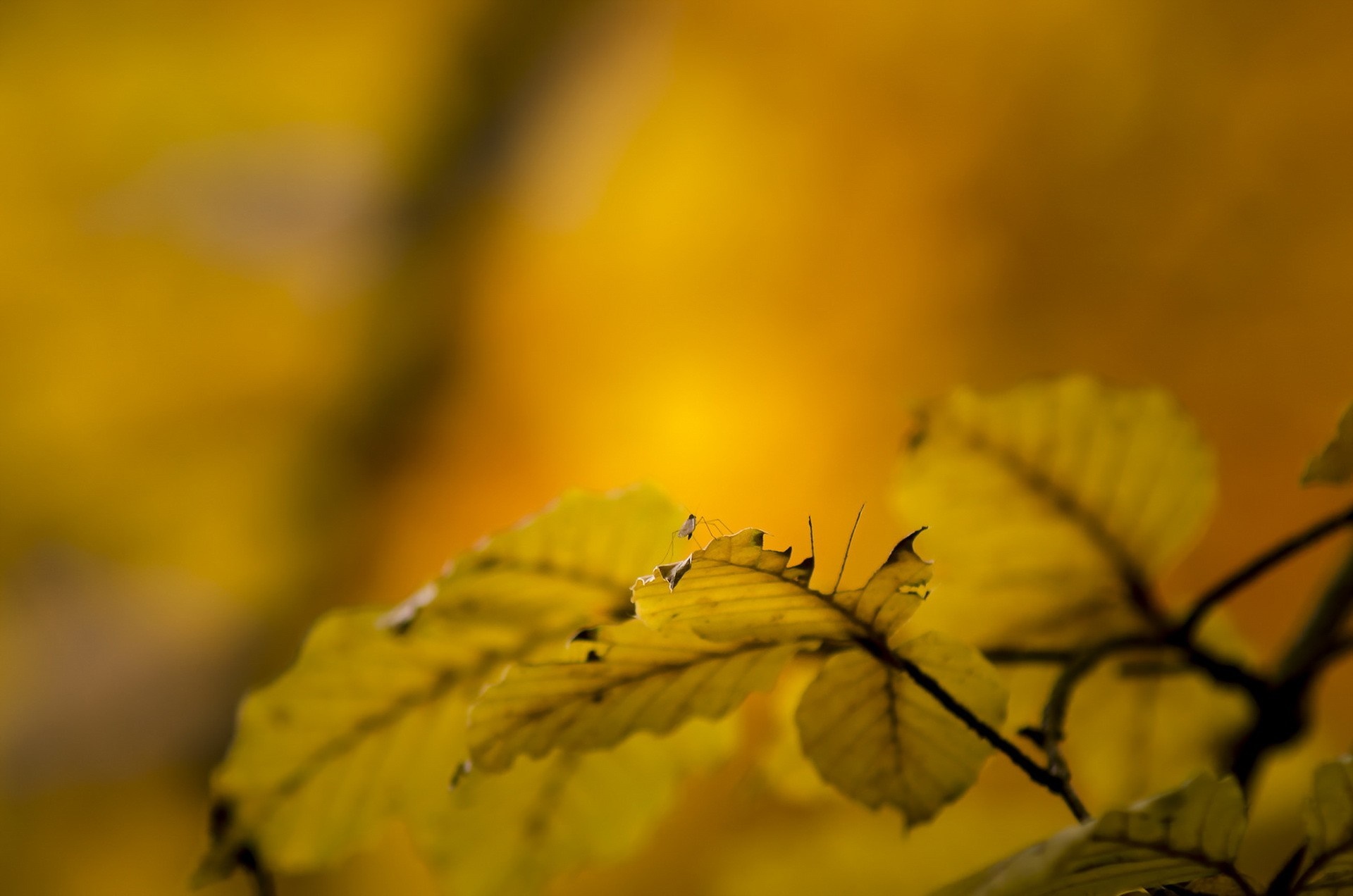 Close-up of yellow autumn leaves with a small insect HD Wallpaper