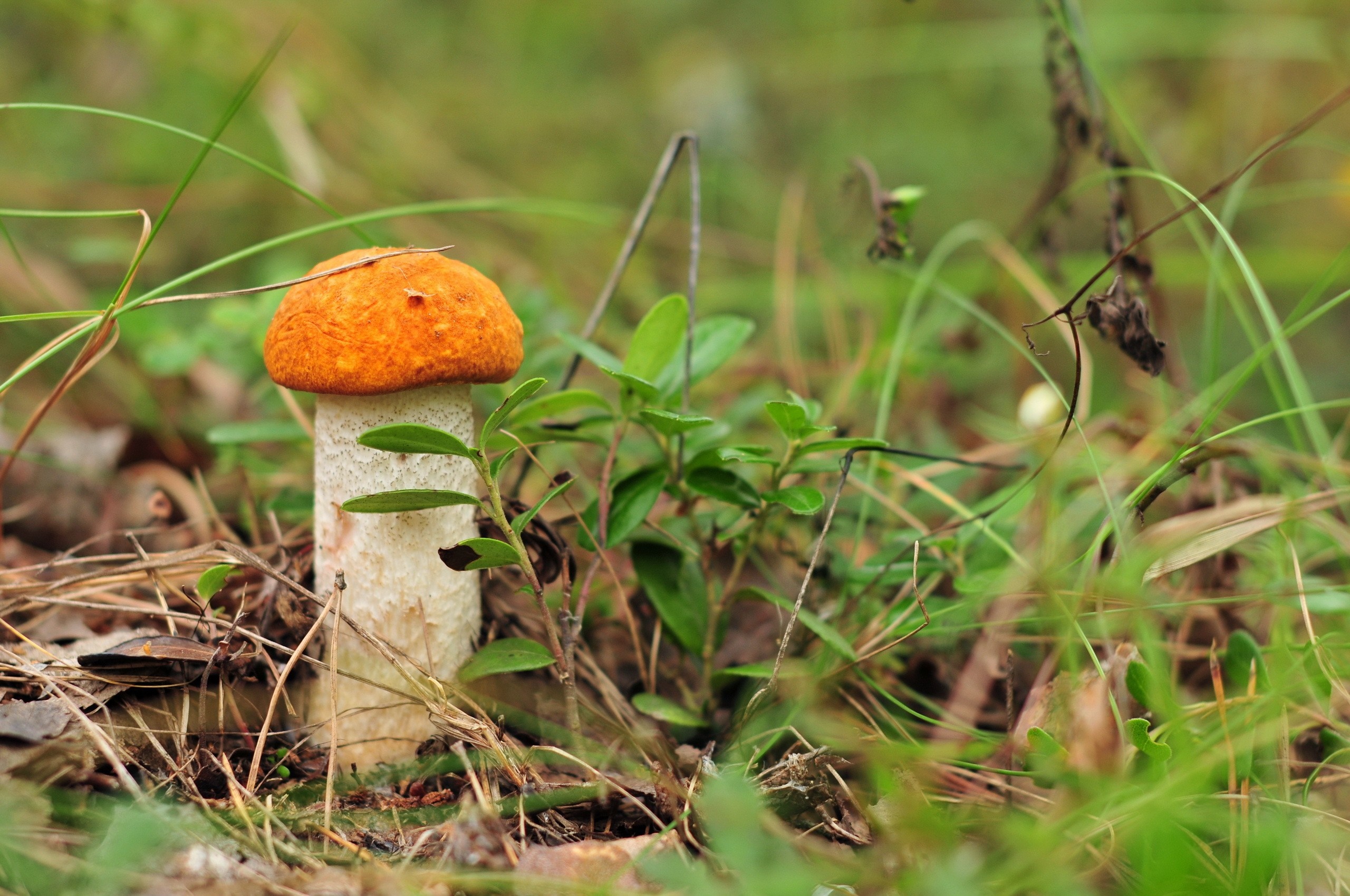 Orange-capped mushroom in green grass HD Wallpaper