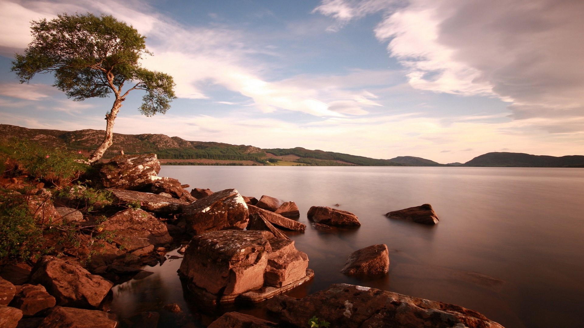 Lone tree on rocky shore of a calm lake HD Wallpaper